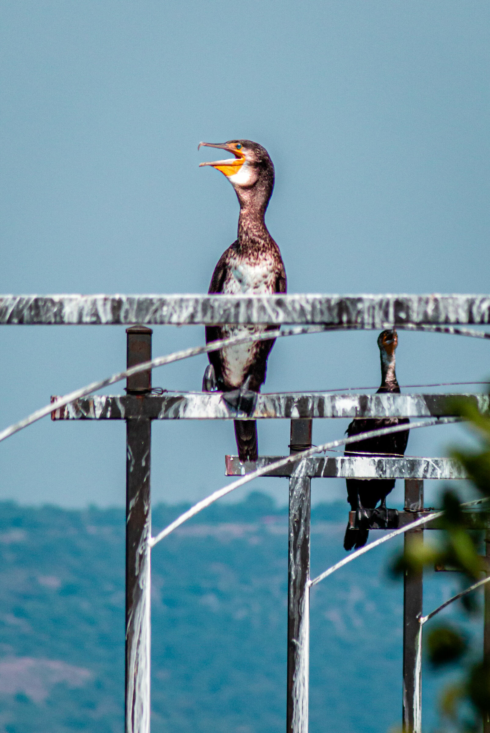 Cormorant