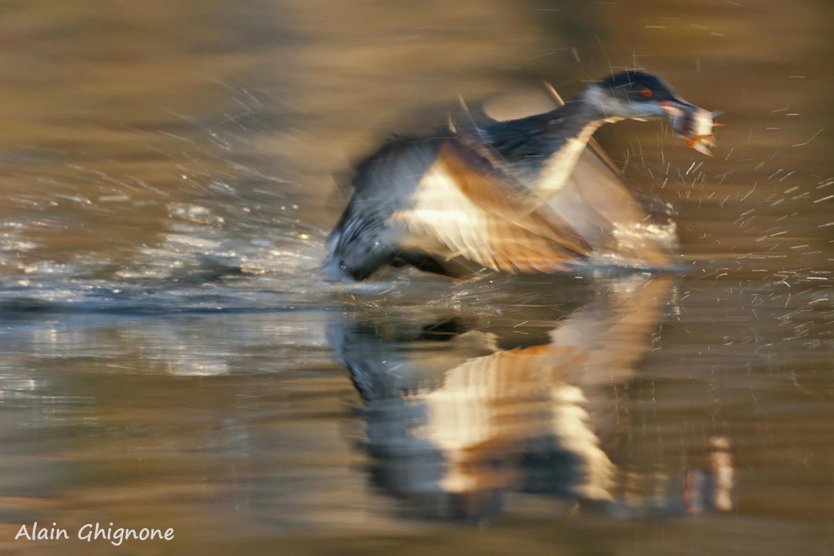 scapooooOOOO - mosso evocativo