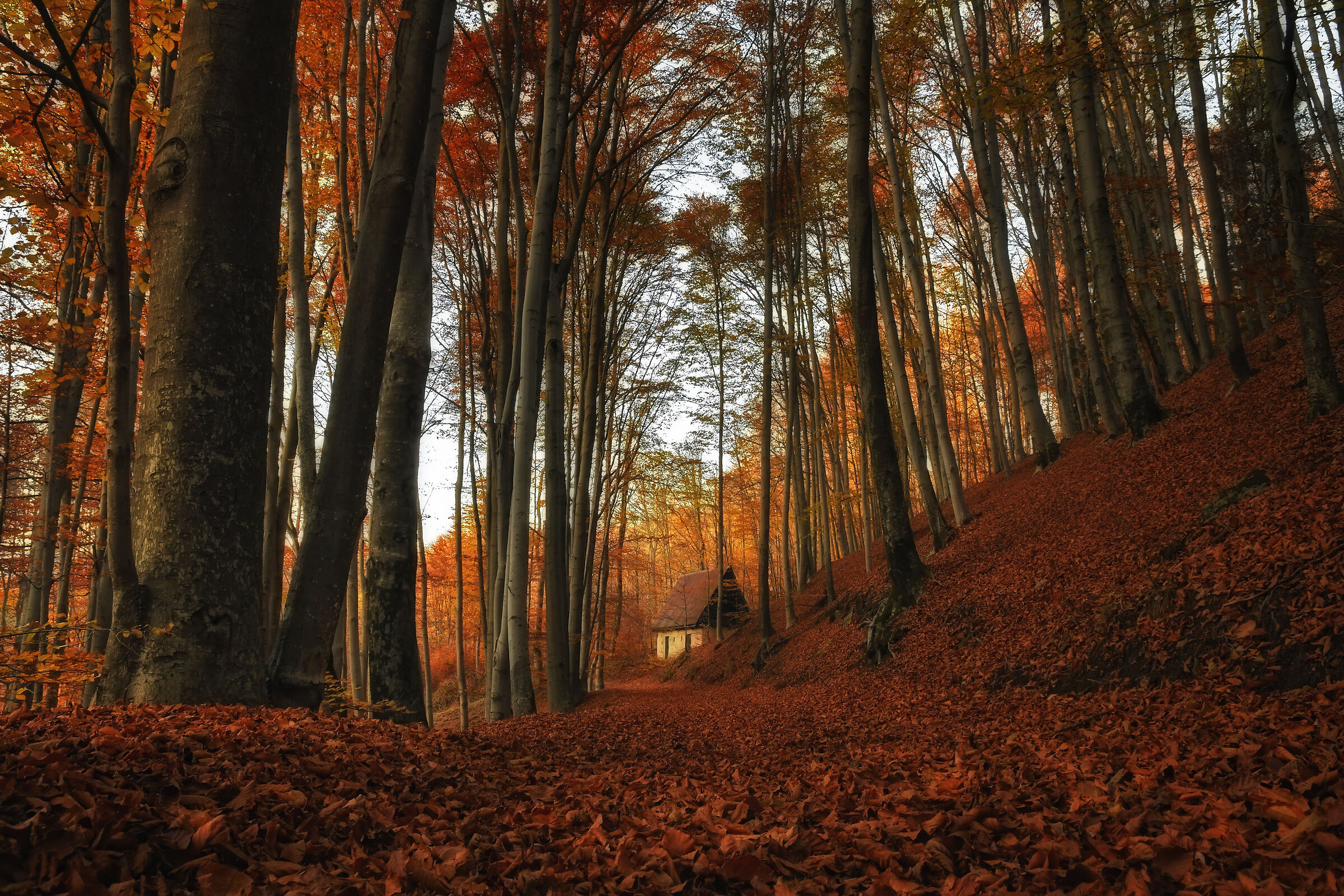 Autumn brown