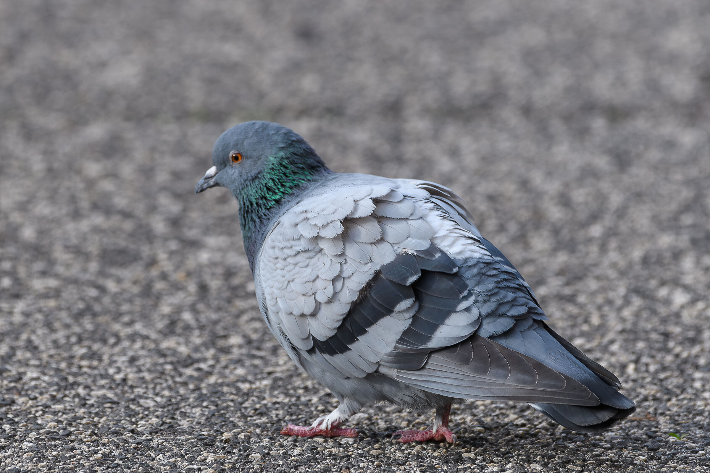 Pigeon
