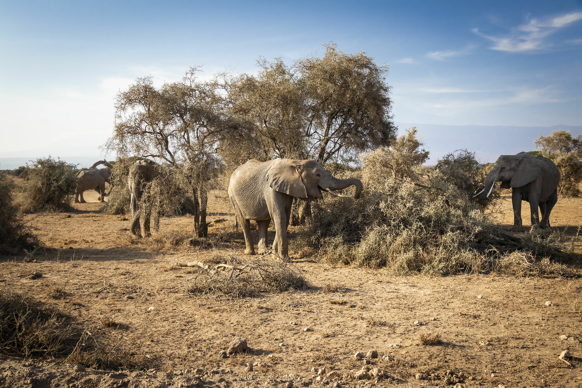 elefanti amboseli