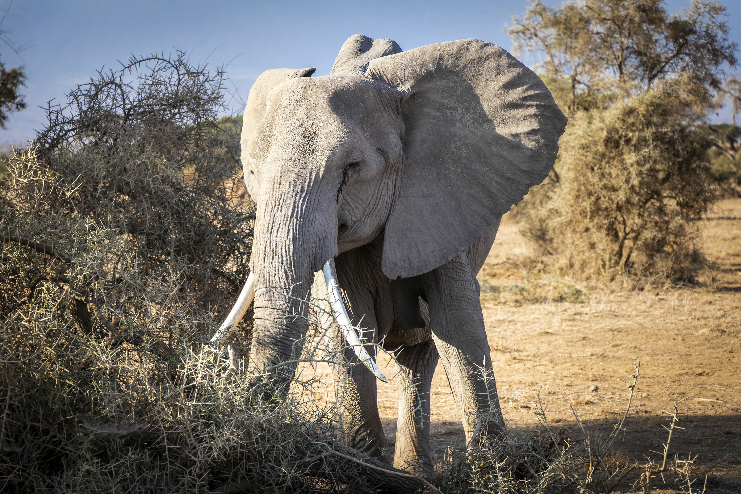 Elephants in search of food