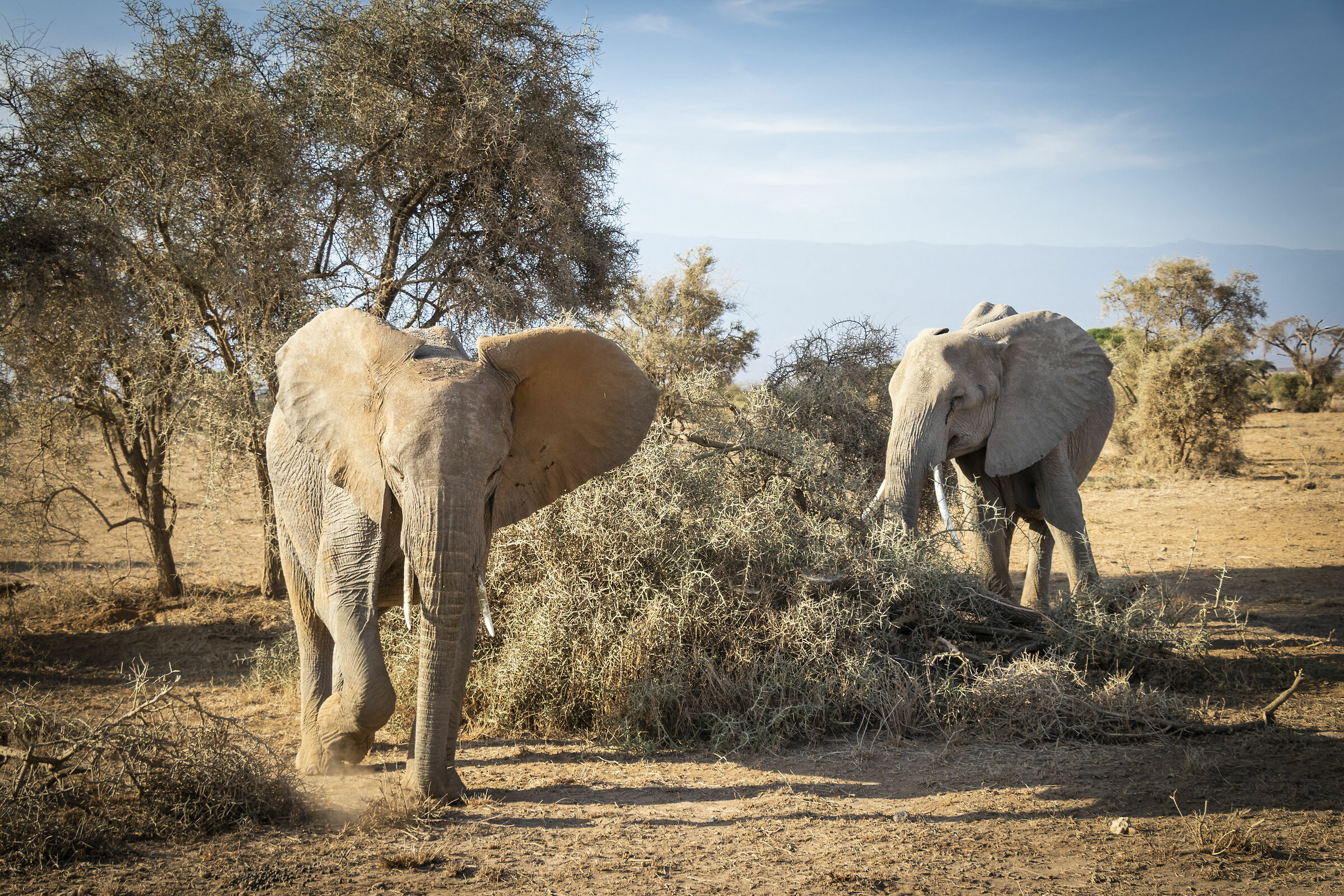 Amboseli Elephants