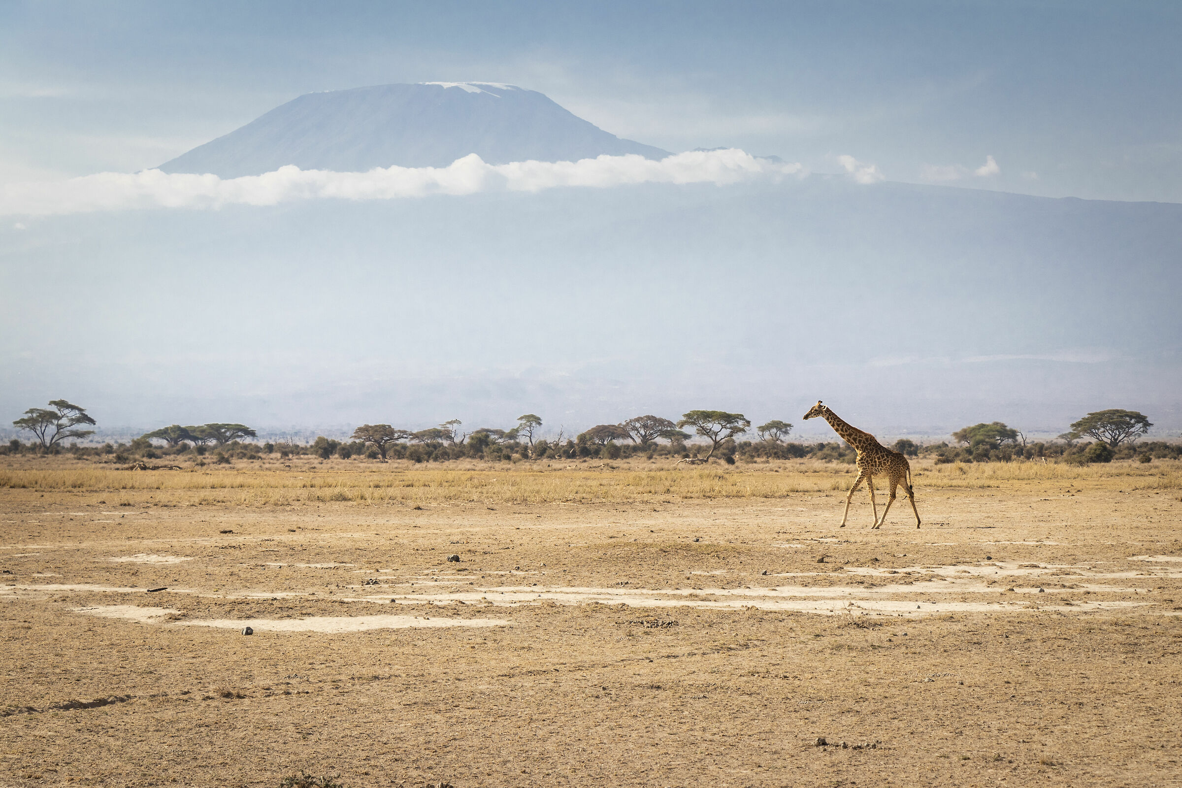 giraffe view Kilimanjaro