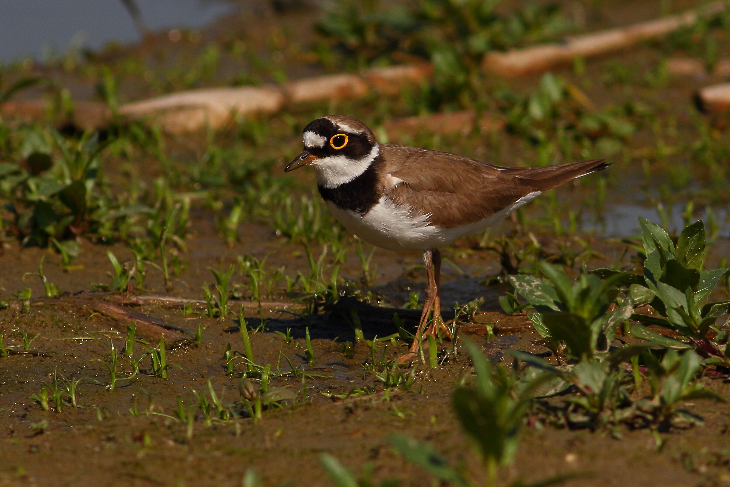 little ringed plover