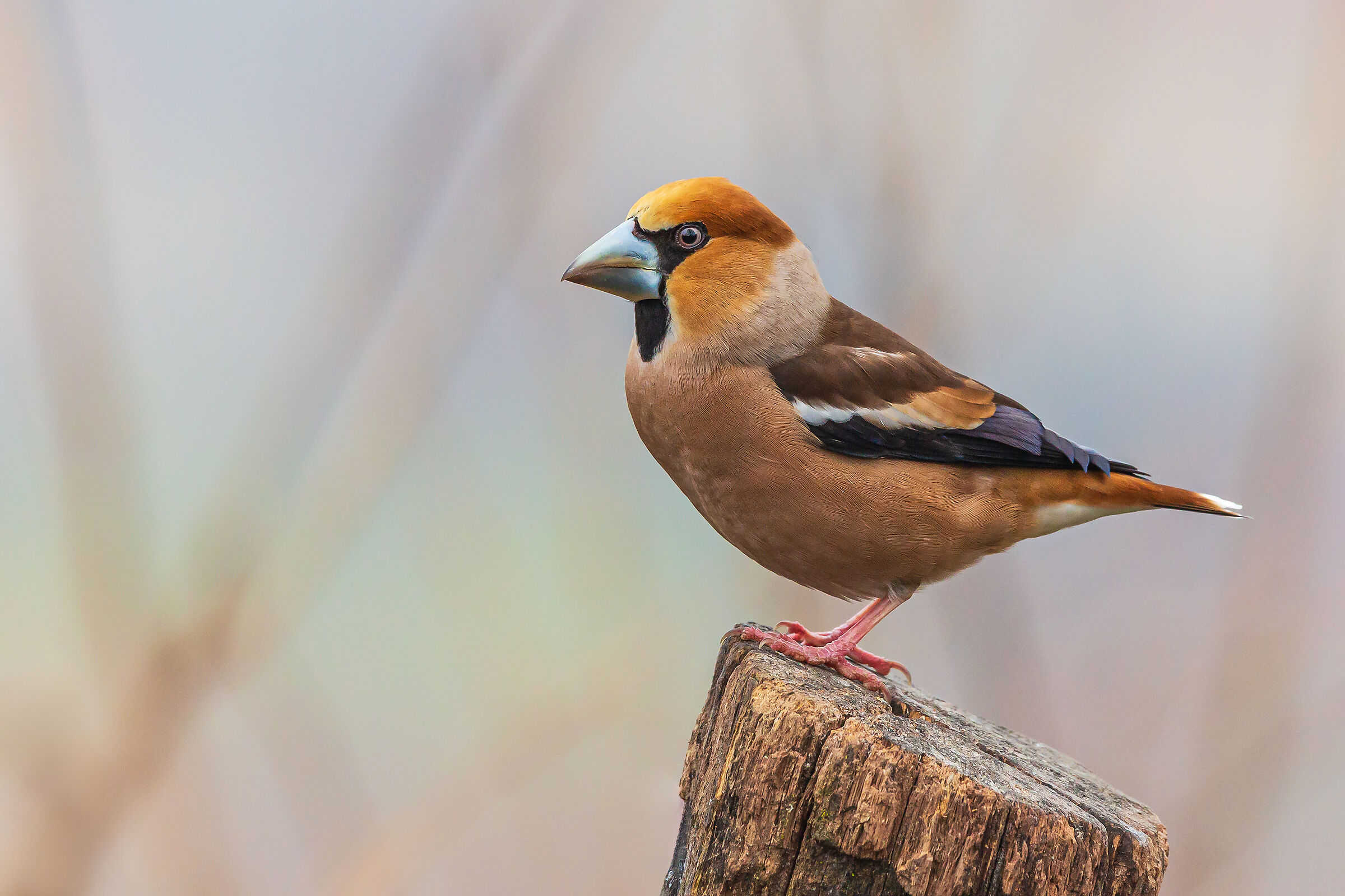 Hawfinch