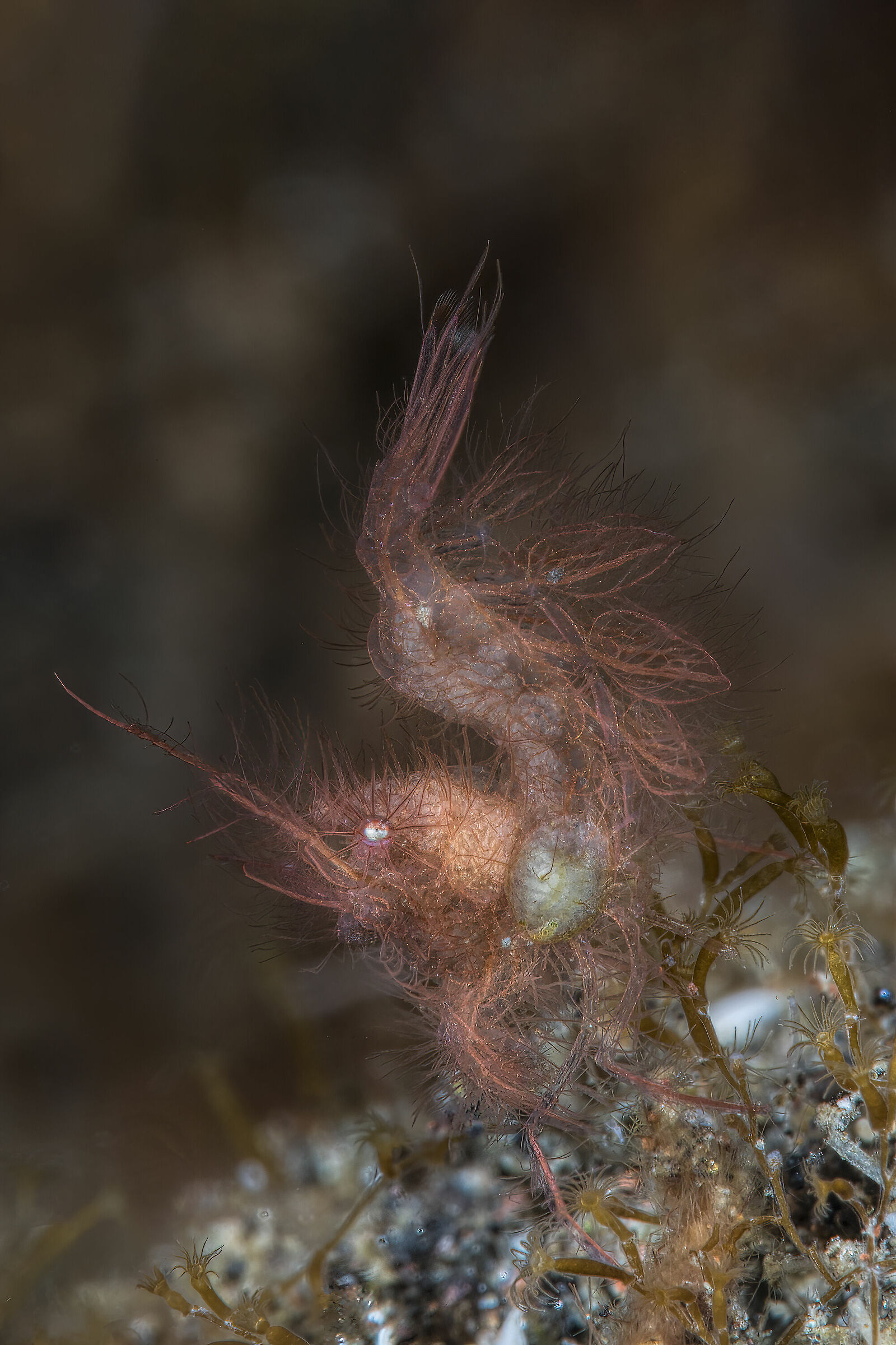 The Hairy Shrimp (phycocaris simulans) with parassite