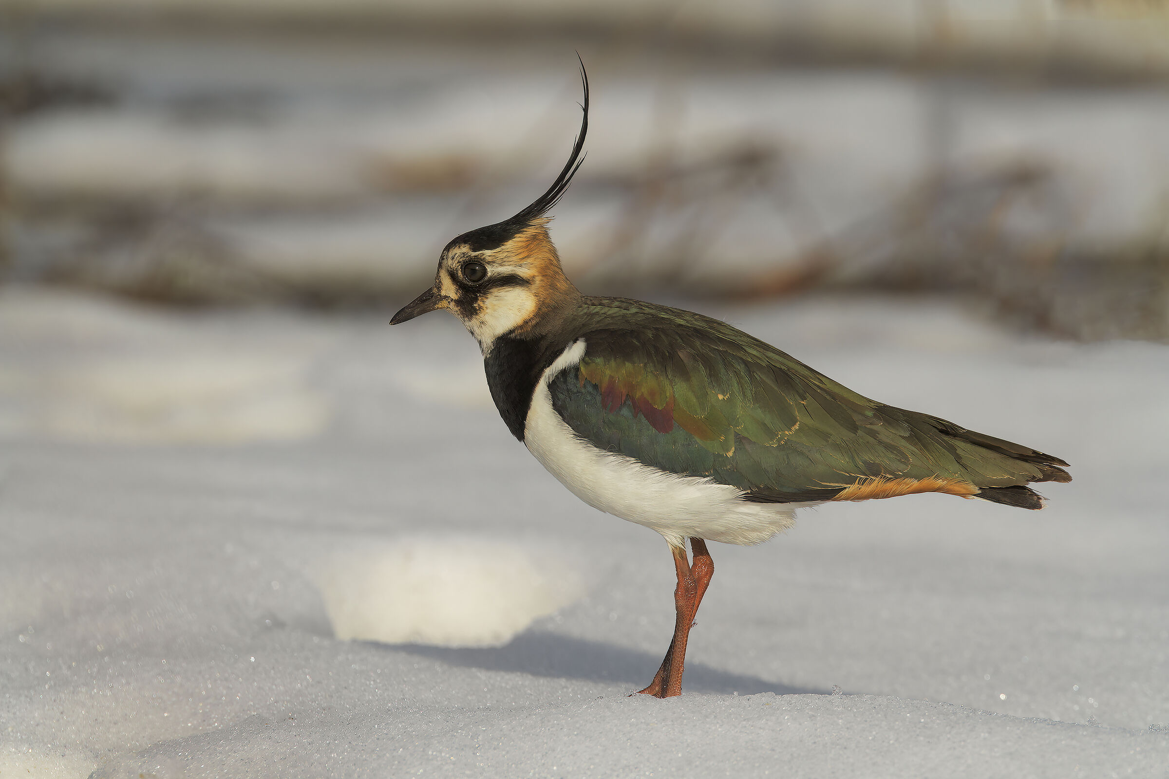 Lapwing