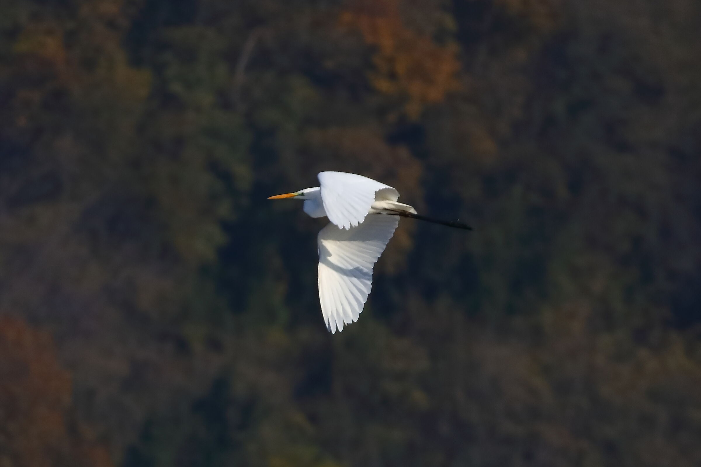 Heron BM 21-11-2023