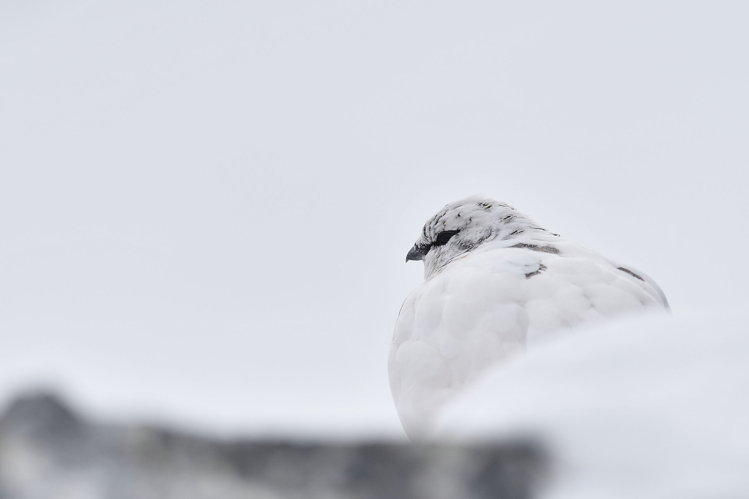 Encounters in the snow. Ptarmigan