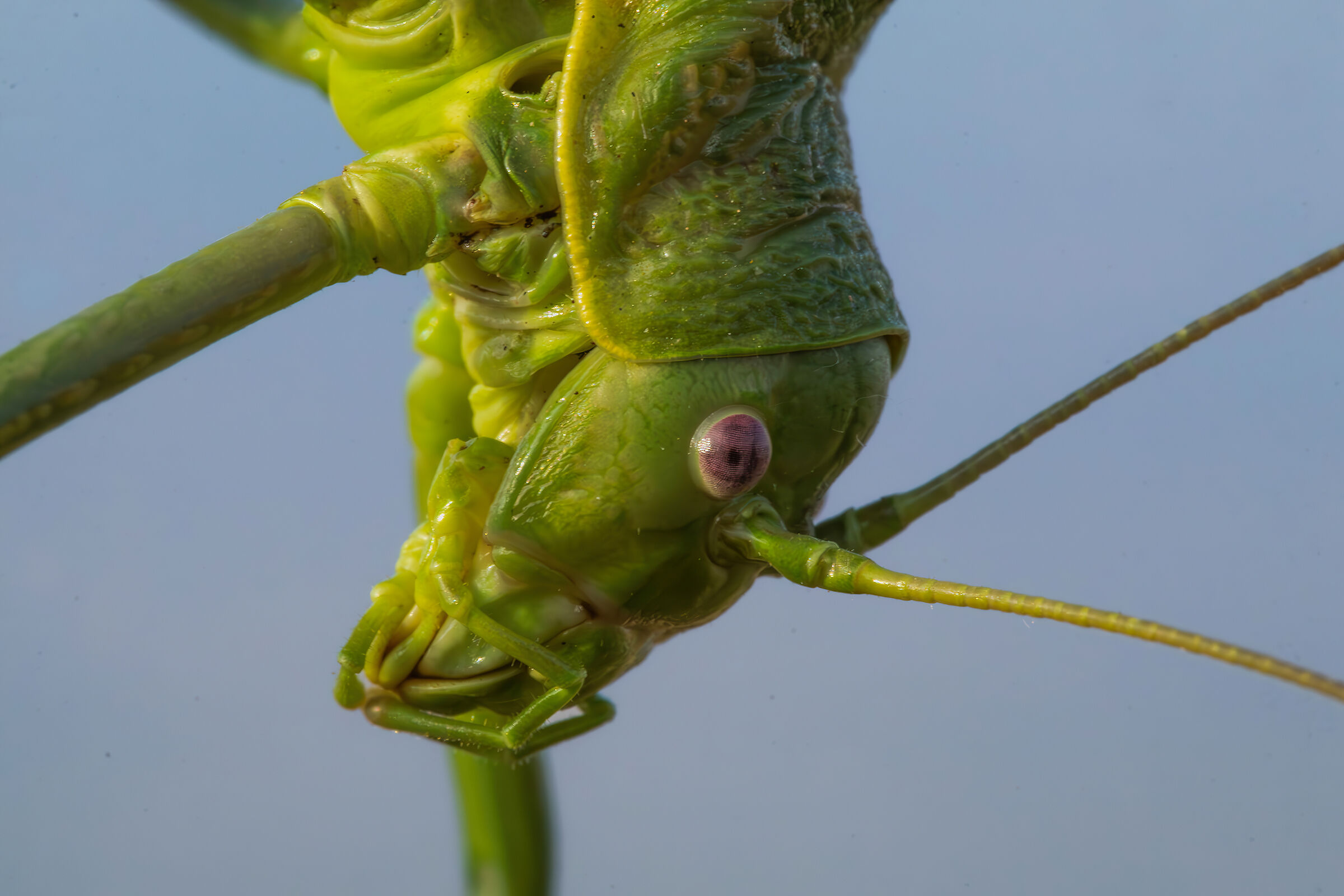 Ephippiger sp. z o.o.