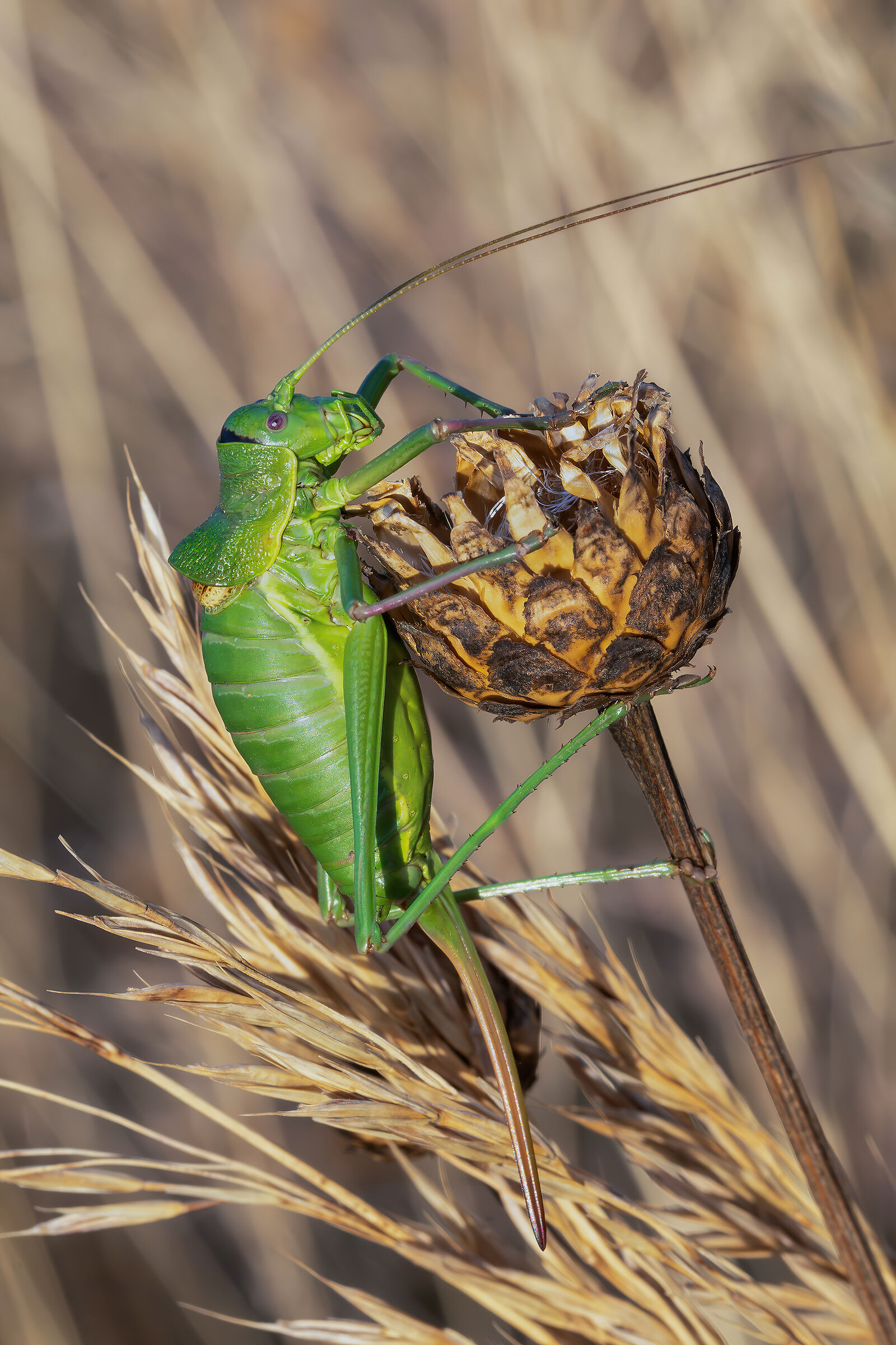 Ephippiger sp. z o.o.