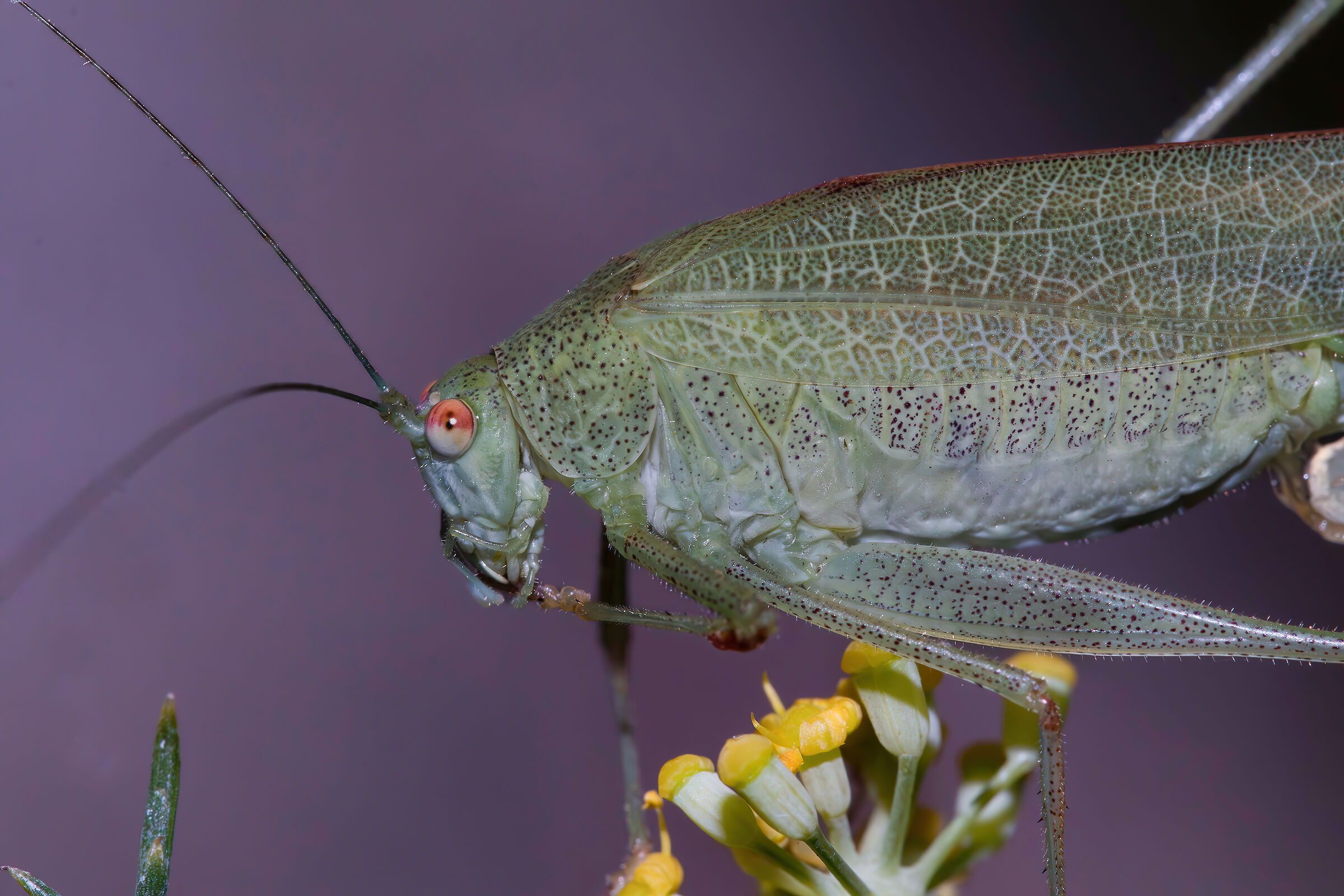 Phaneroptera sp. z o.o.