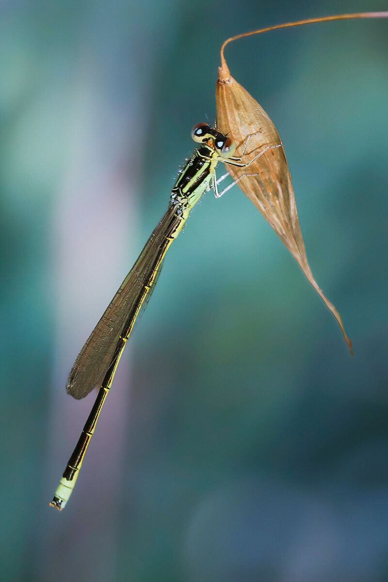 Zygoptera sp. z o.o.
