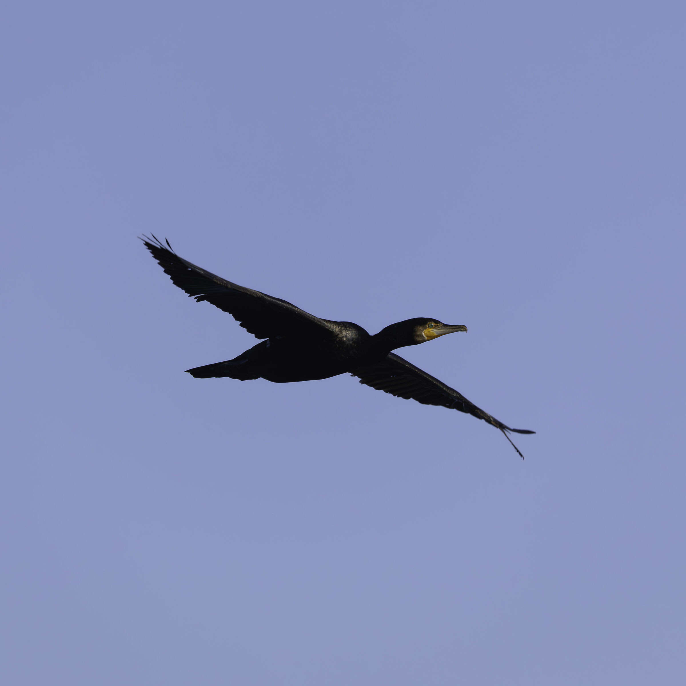 Cormorano in Volo