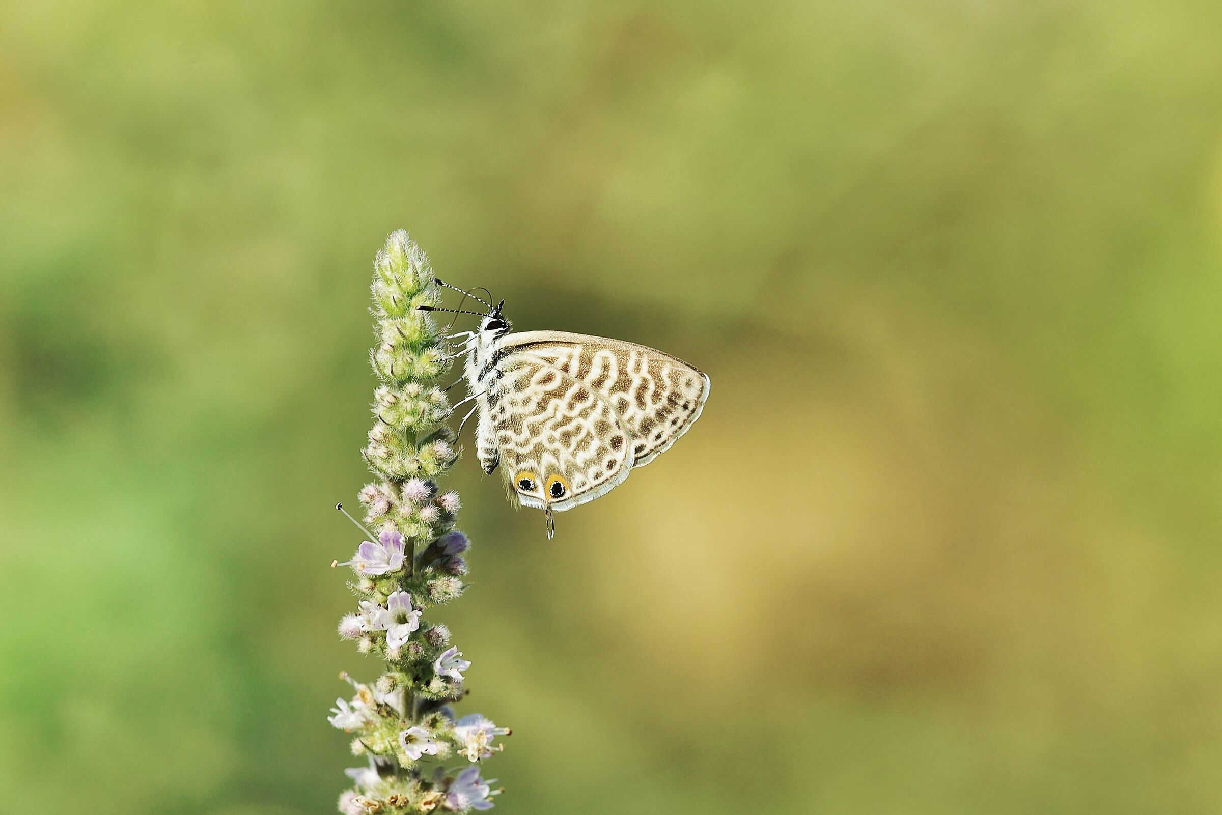 Leptotes pirithous