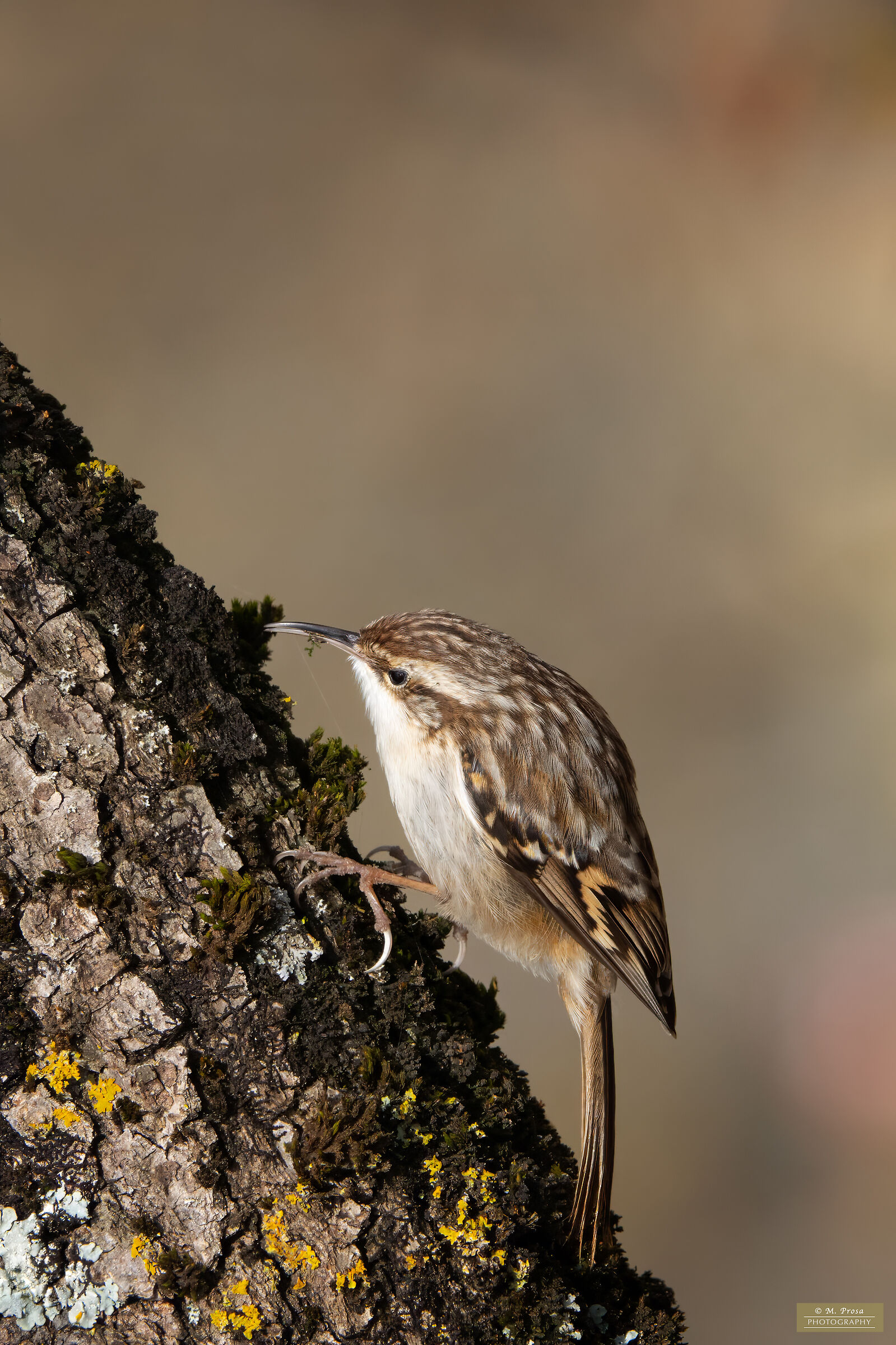 Rampichino (Certhia brachydactyla)