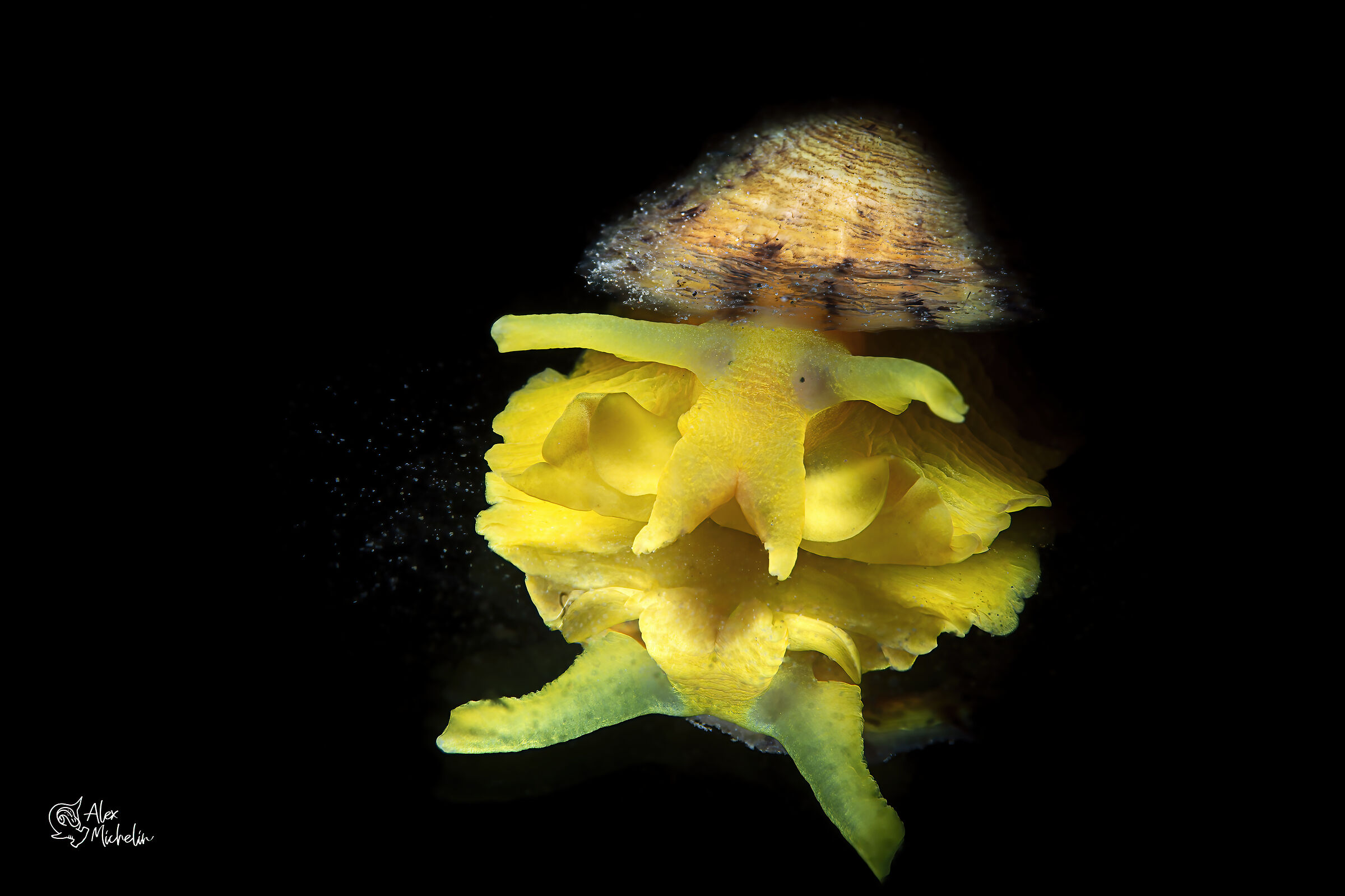 tylodina perversa snoot