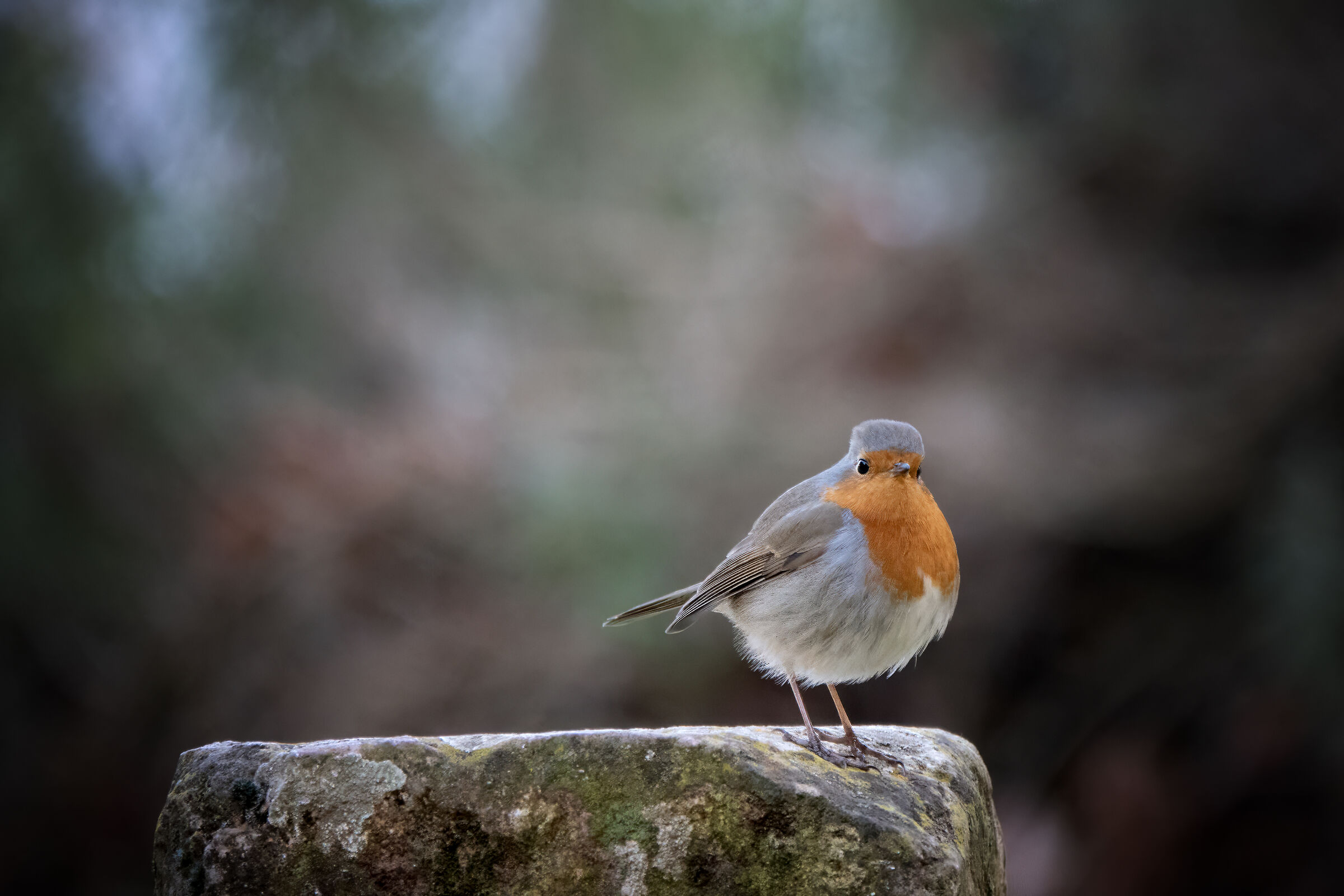Pettirosso (Erithacus Rubecula)