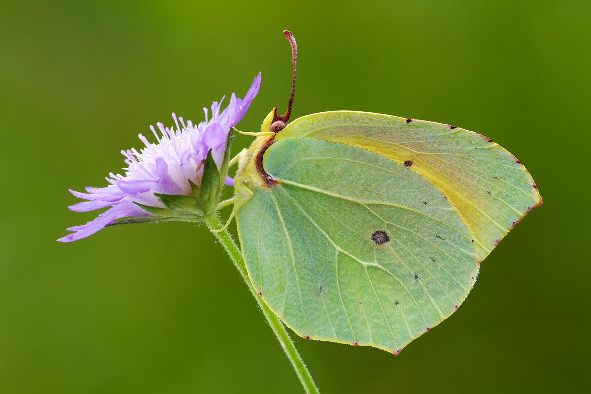 butterfly leaf