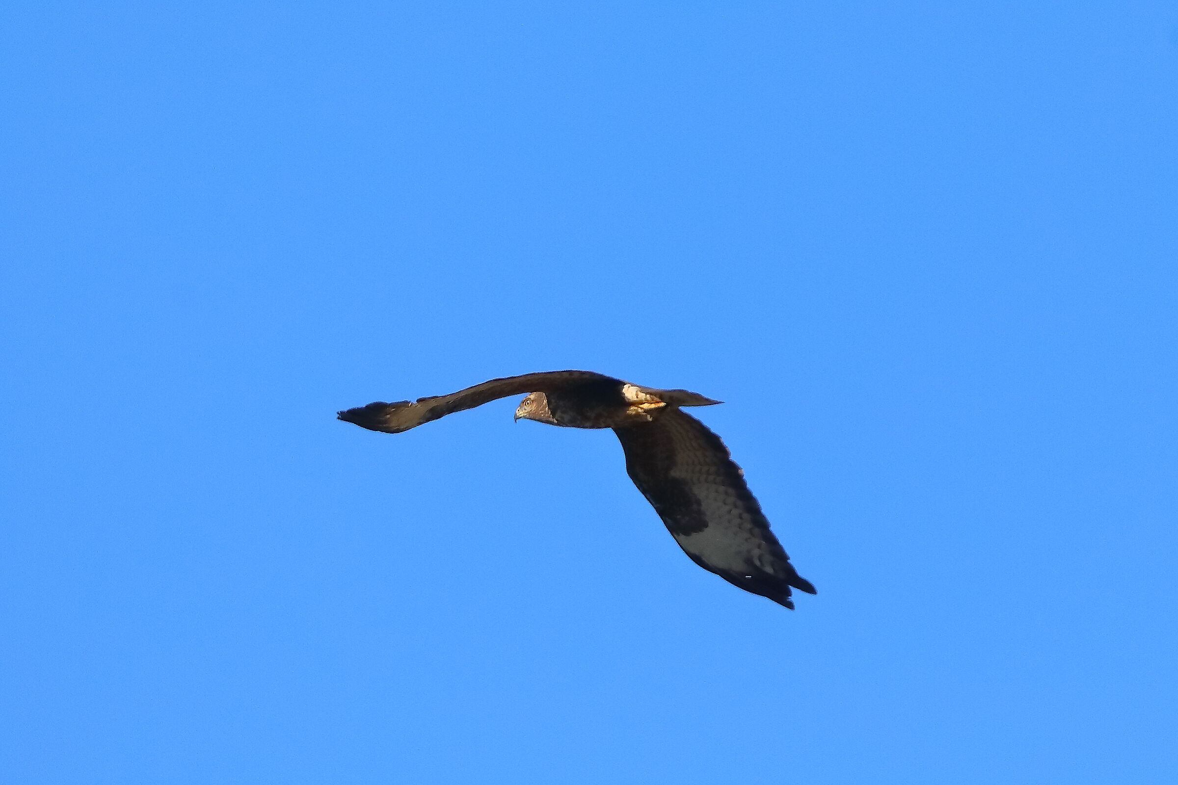 Buzzard 26-11-2023