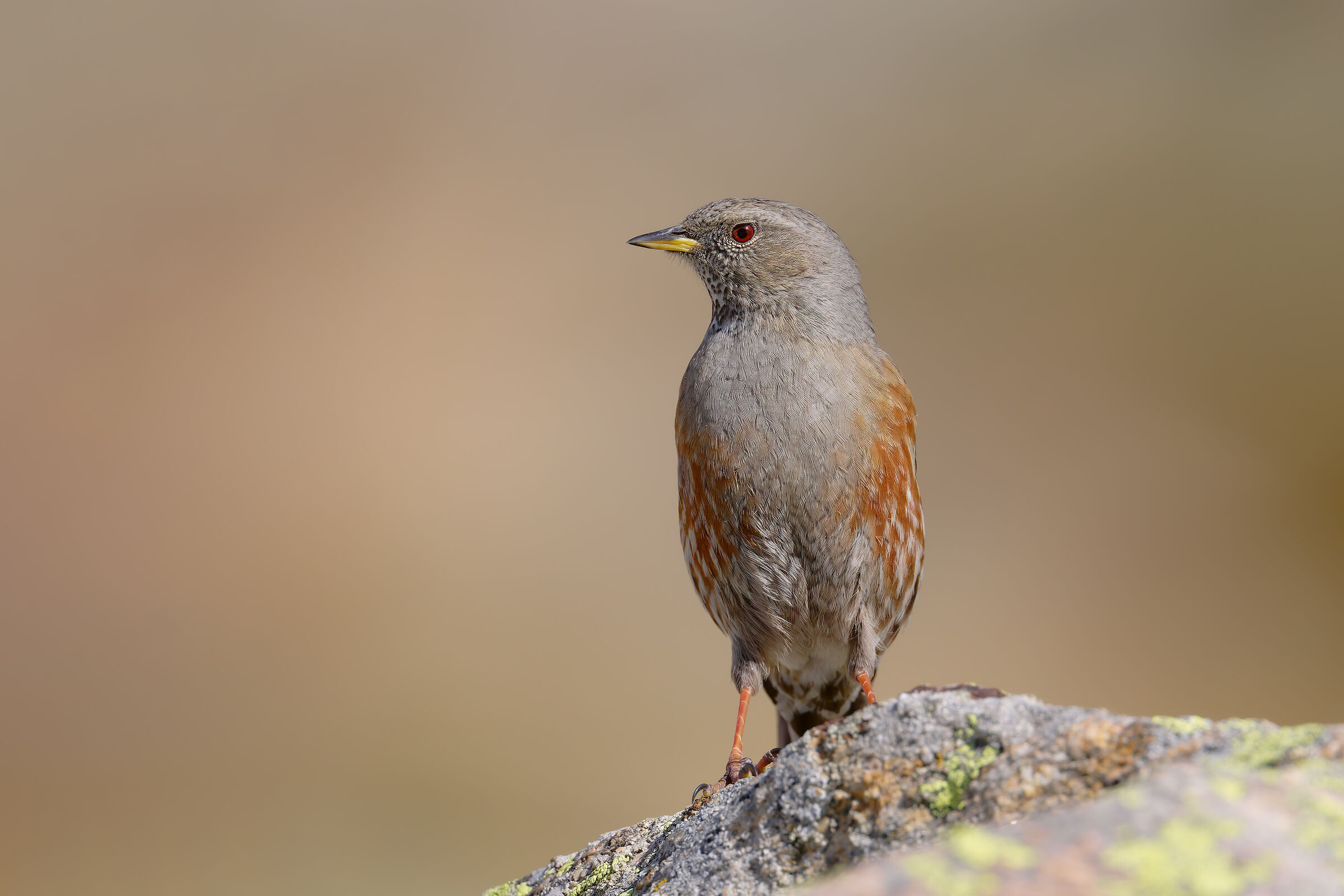 ALPINE ACCENTOR