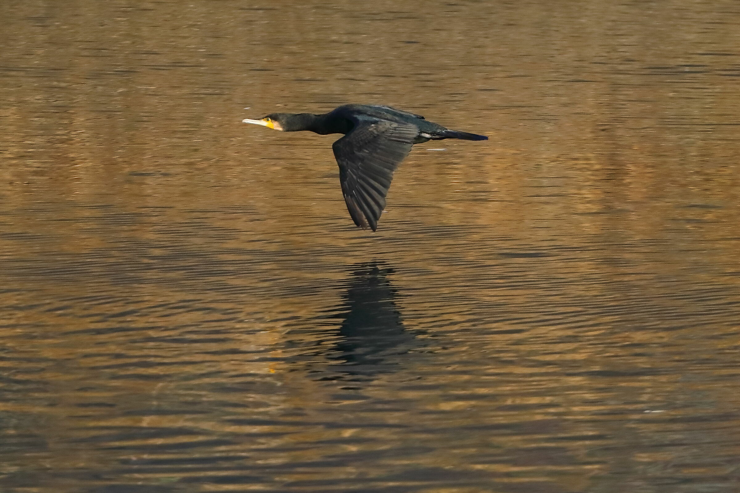 Cormorant 21-11-2023