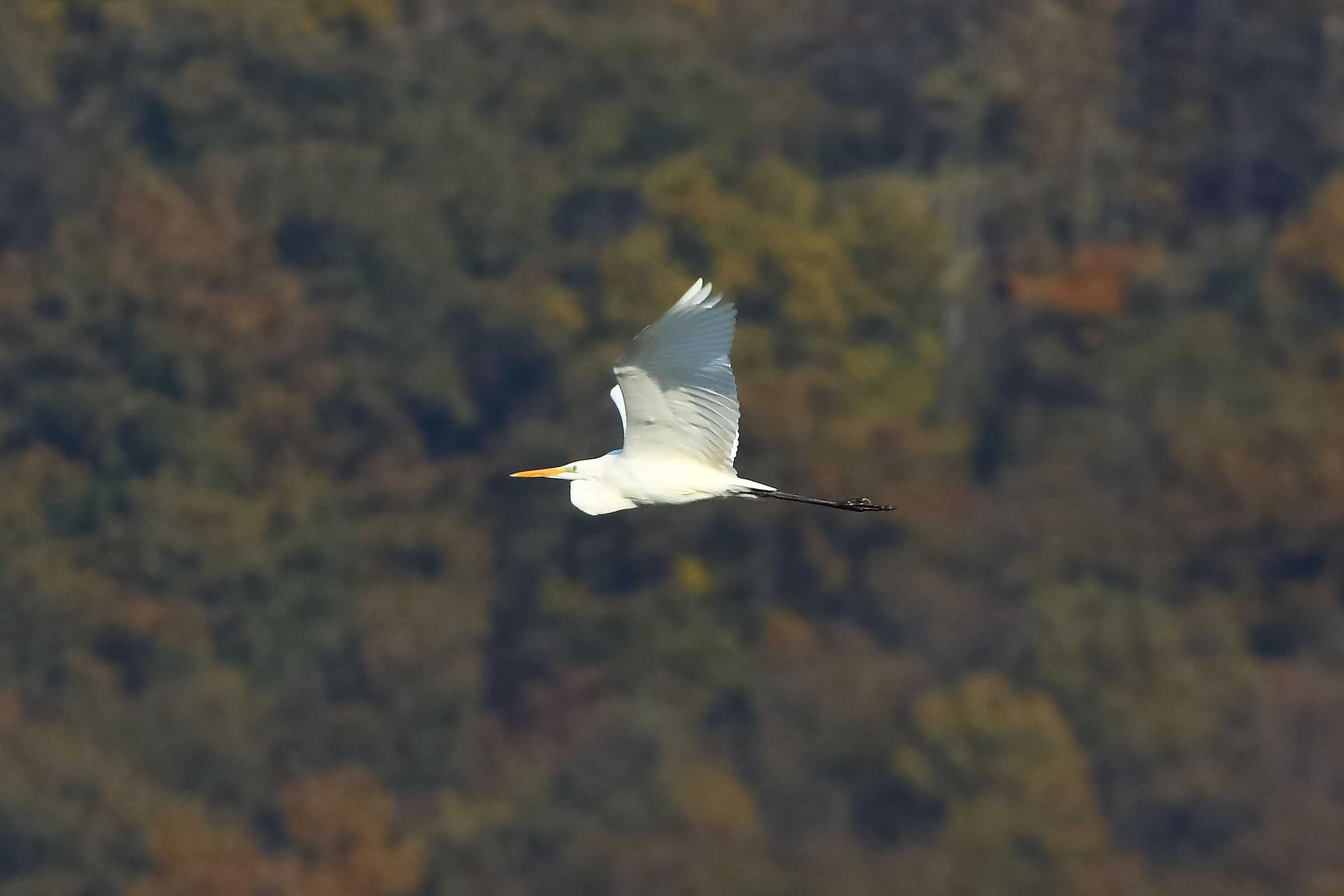 Heron BM 21-11-2023