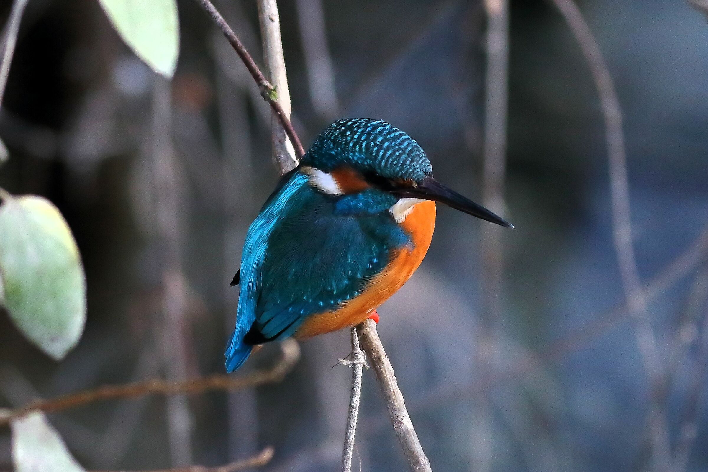 Kingfisher 30-01-2024 - 6337