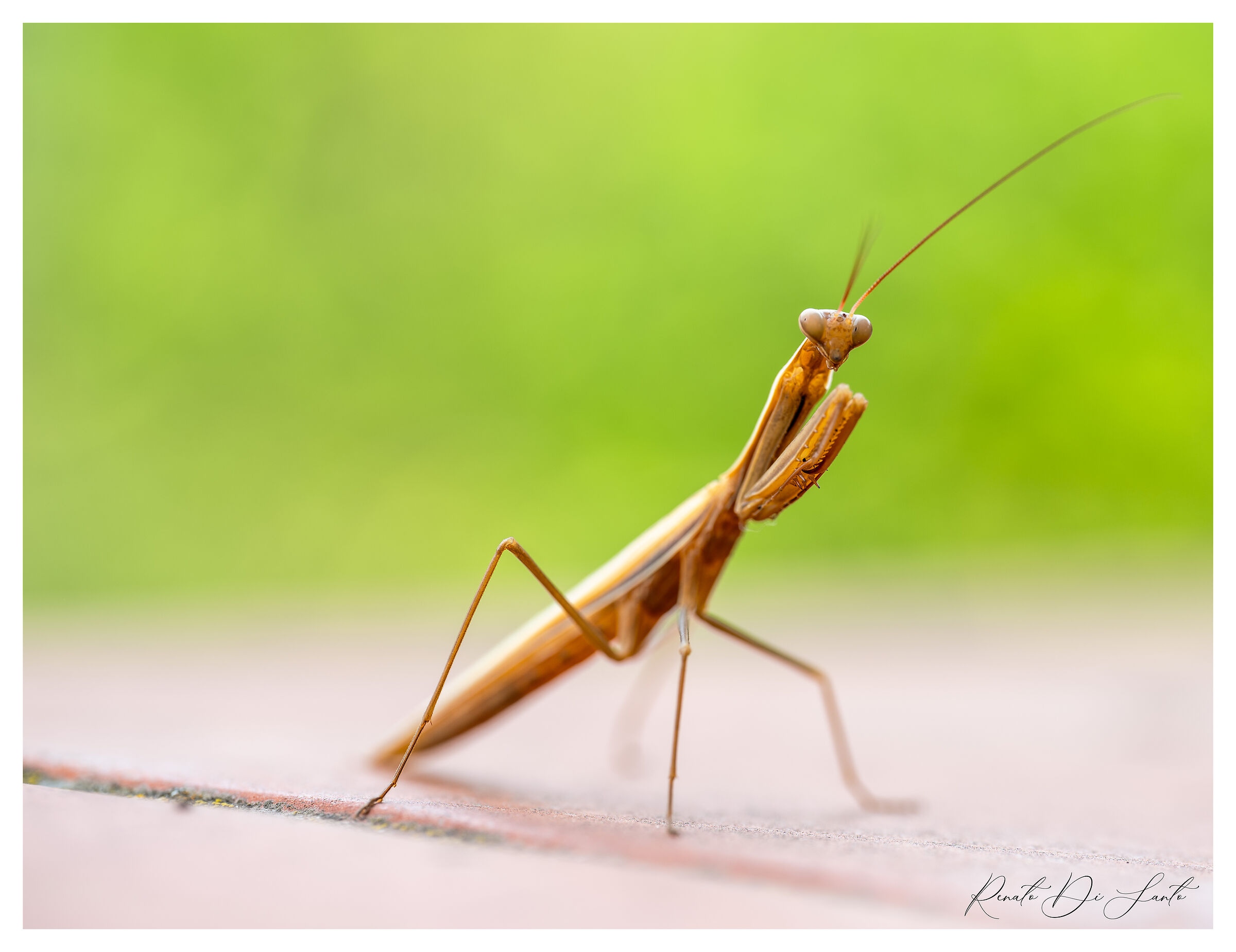Mantis