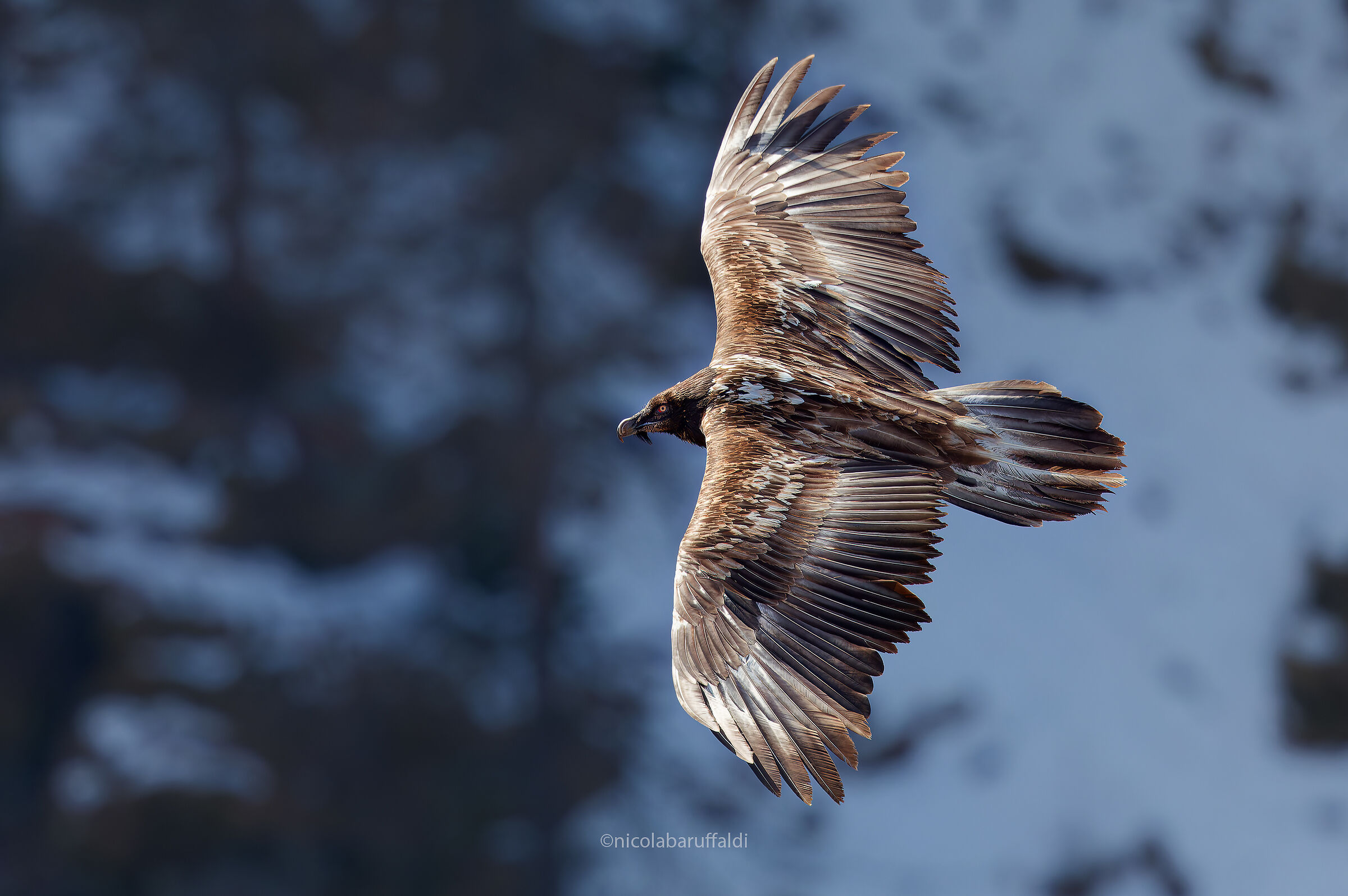 Bearded vulture