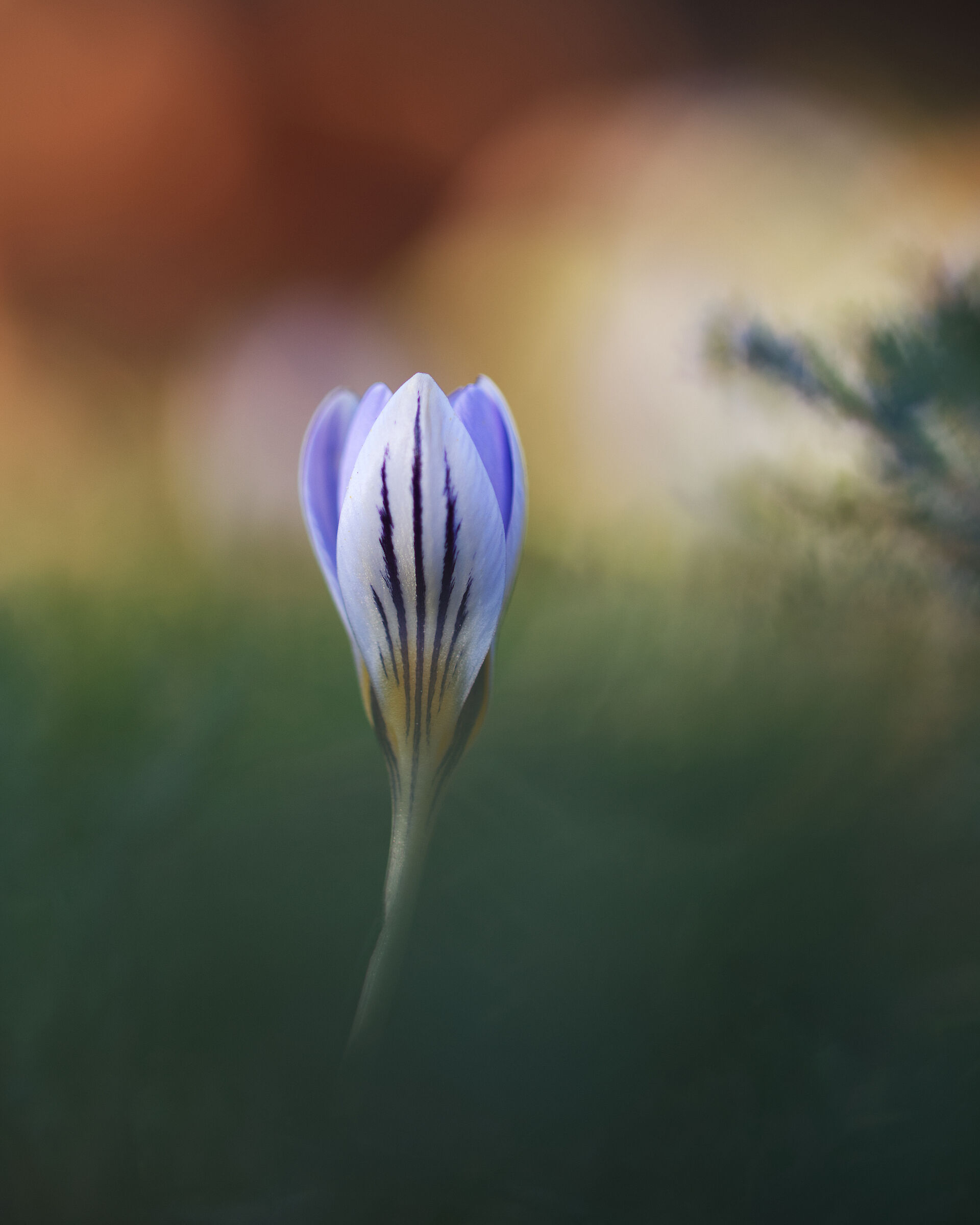 Crocus