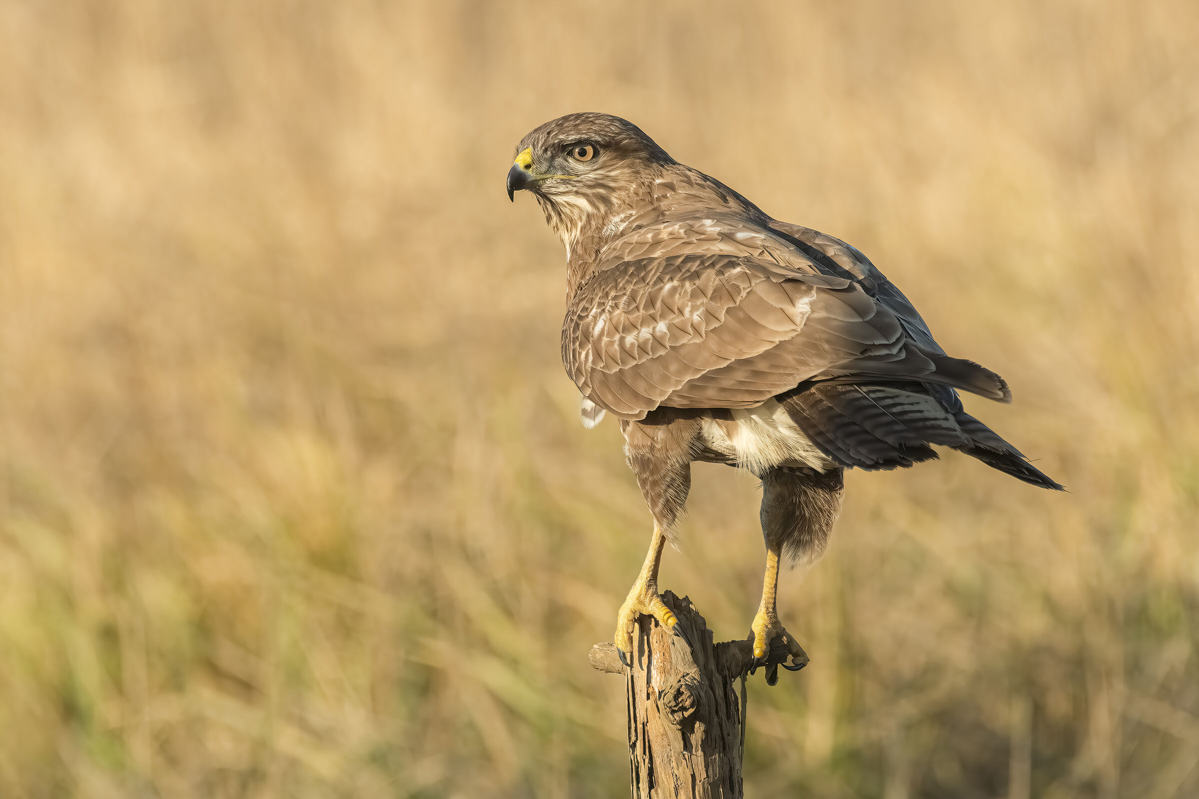 Buzzard