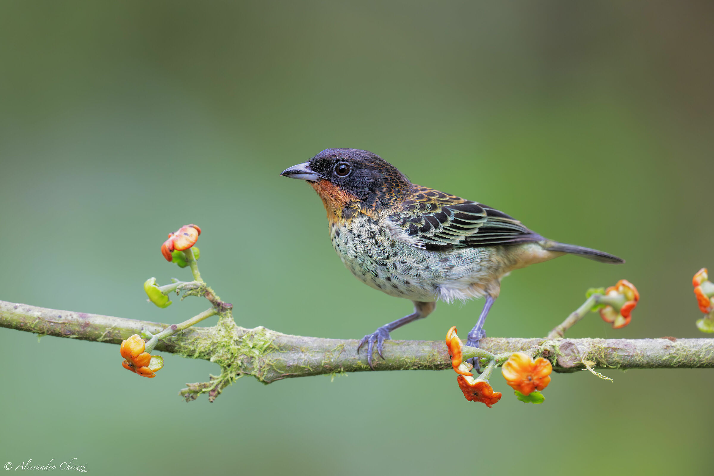 Red-throated Tangara