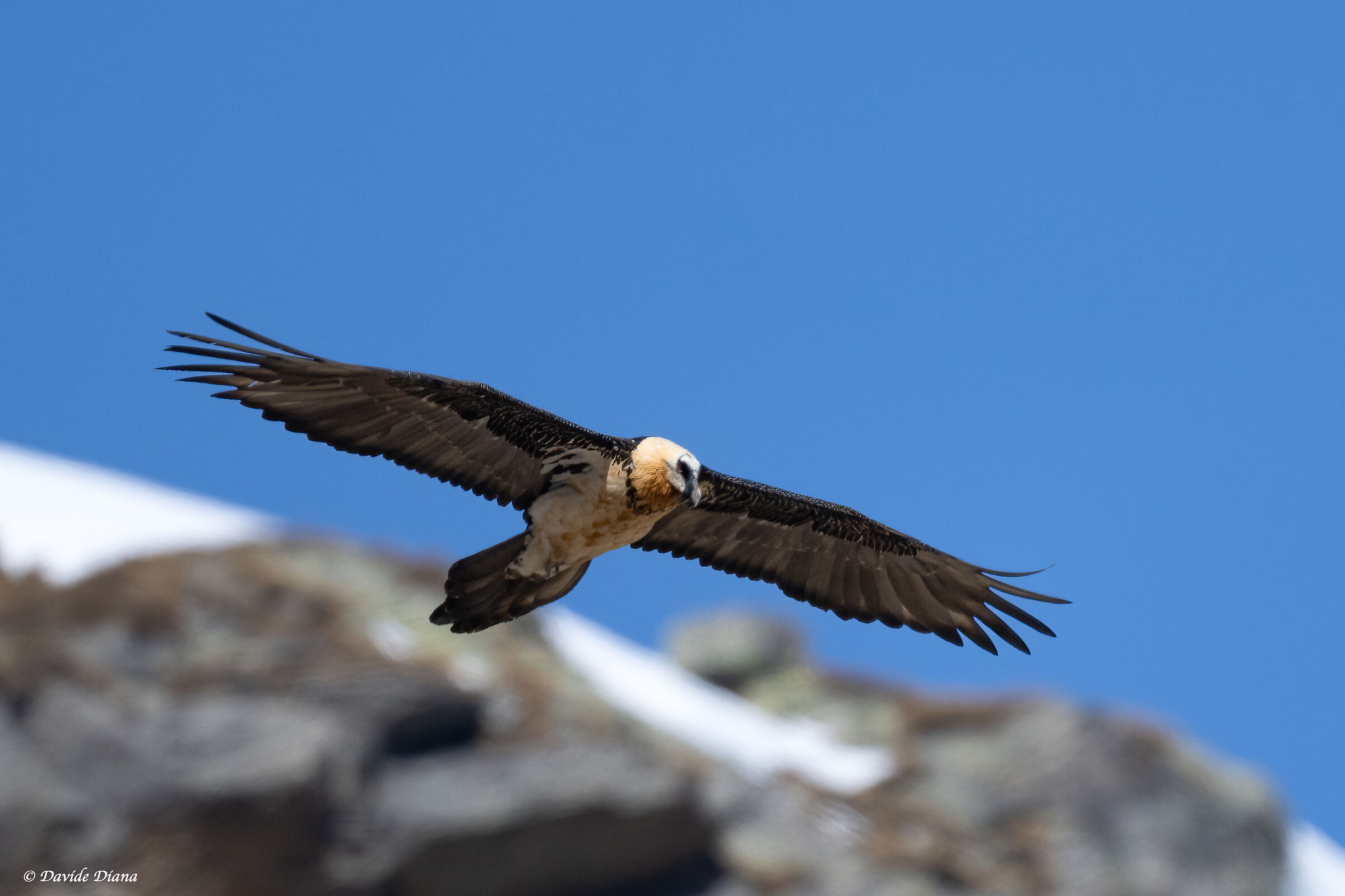 Gypaetus barbatus - Gran Paradiso National Park