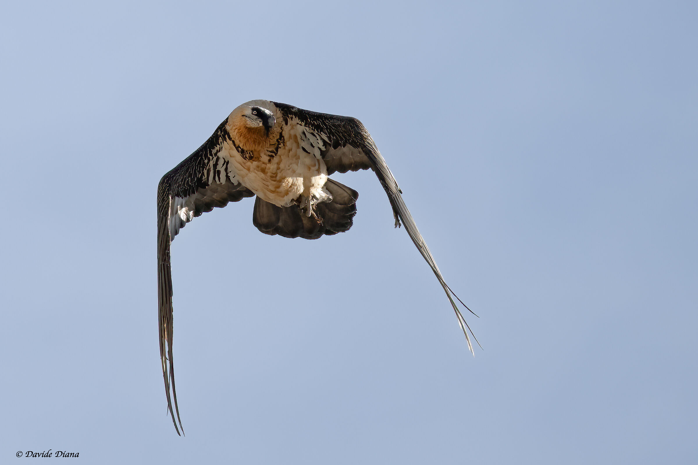 Gypaetus barbatus - Gran Paradiso National Park