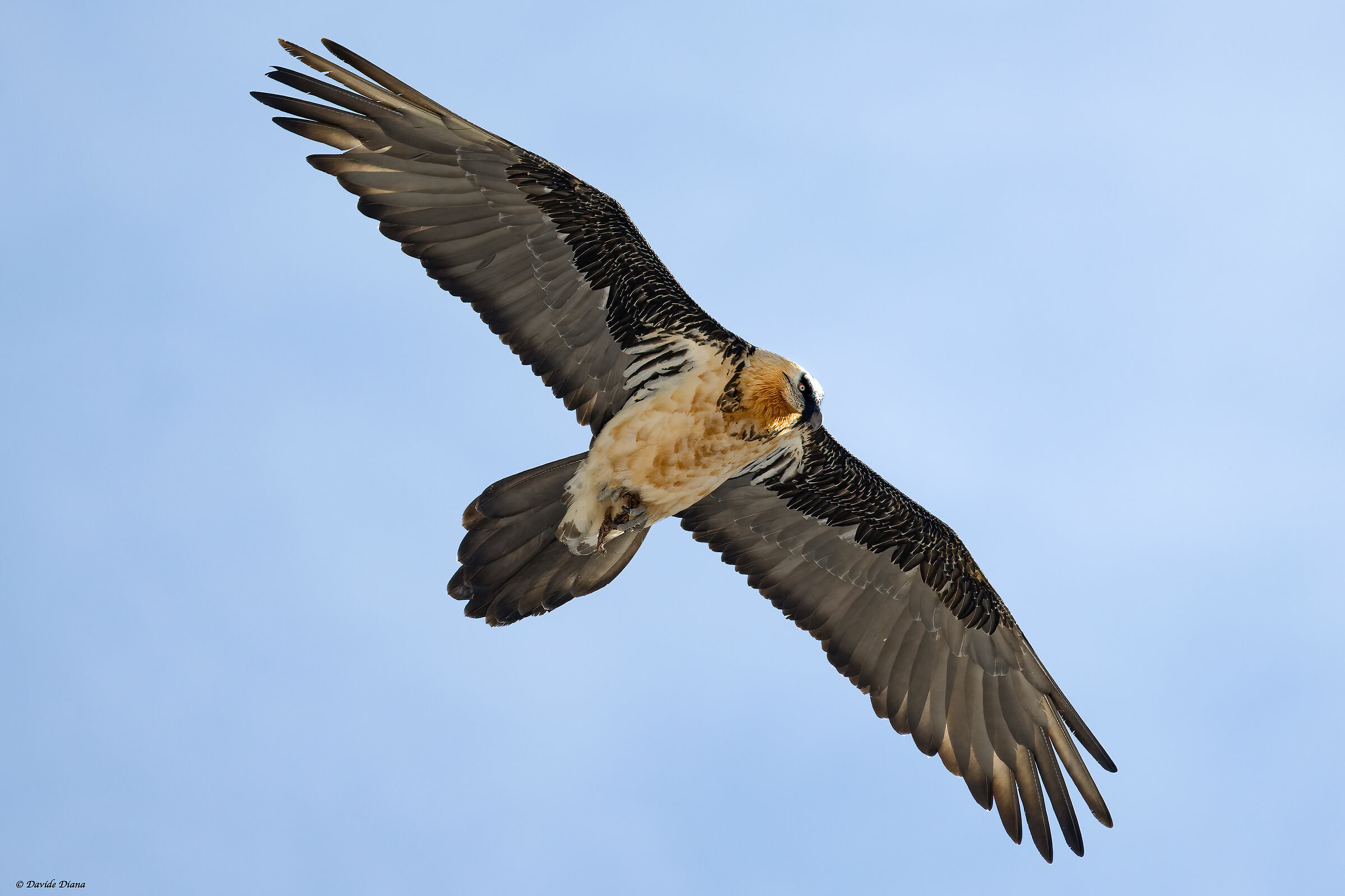 Gypaetus barbatus - Gran Paradiso National Park