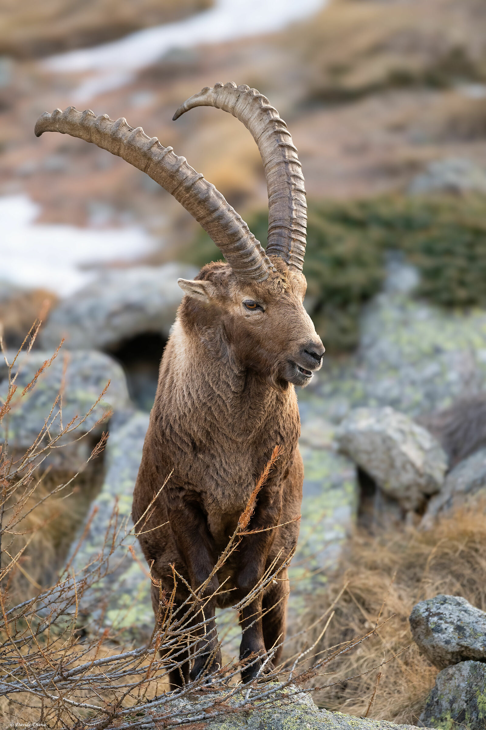 Ibex - Gran Paradiso National Park