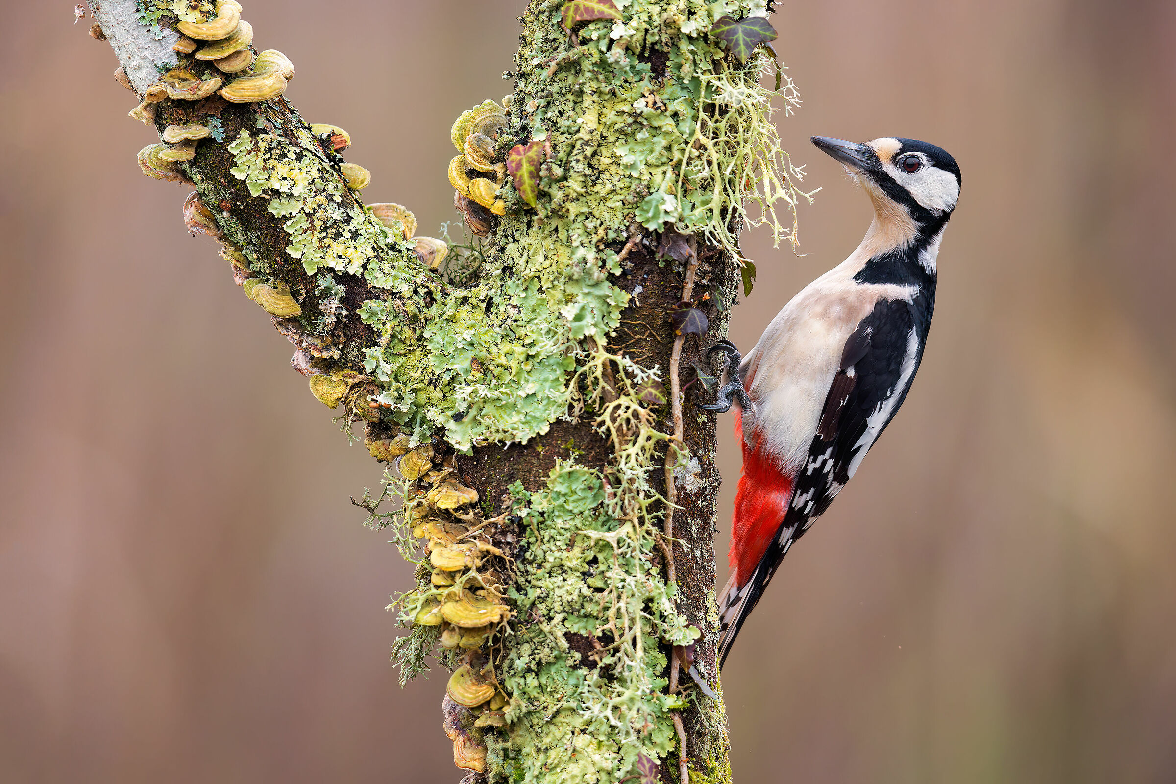 Great Spotted Woodpecker