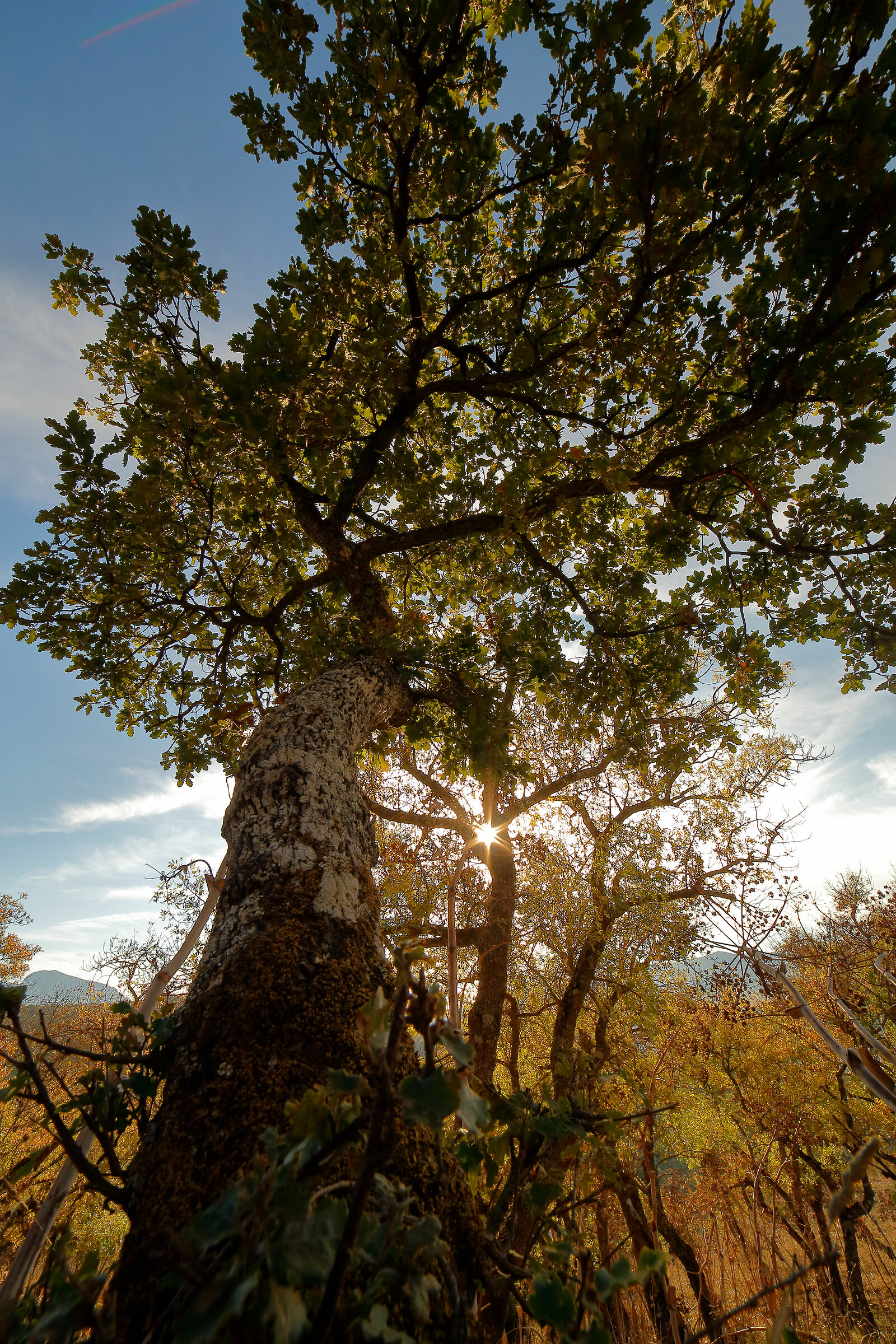 The Tree and the Star