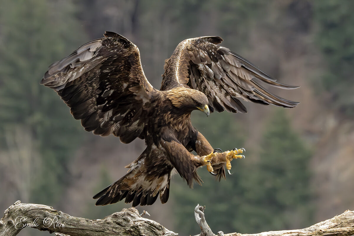 Golden eagle