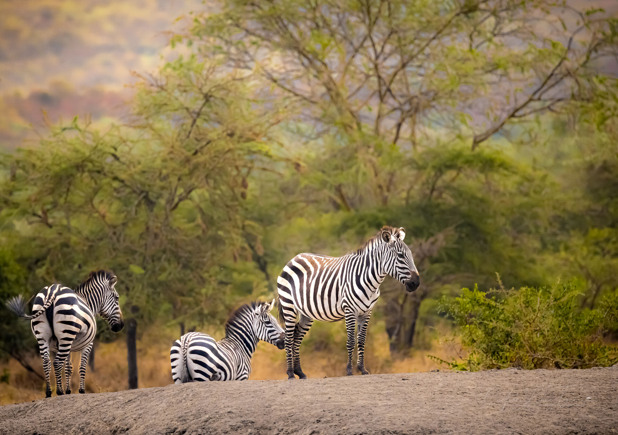 profili bianconeri | b&w profiles