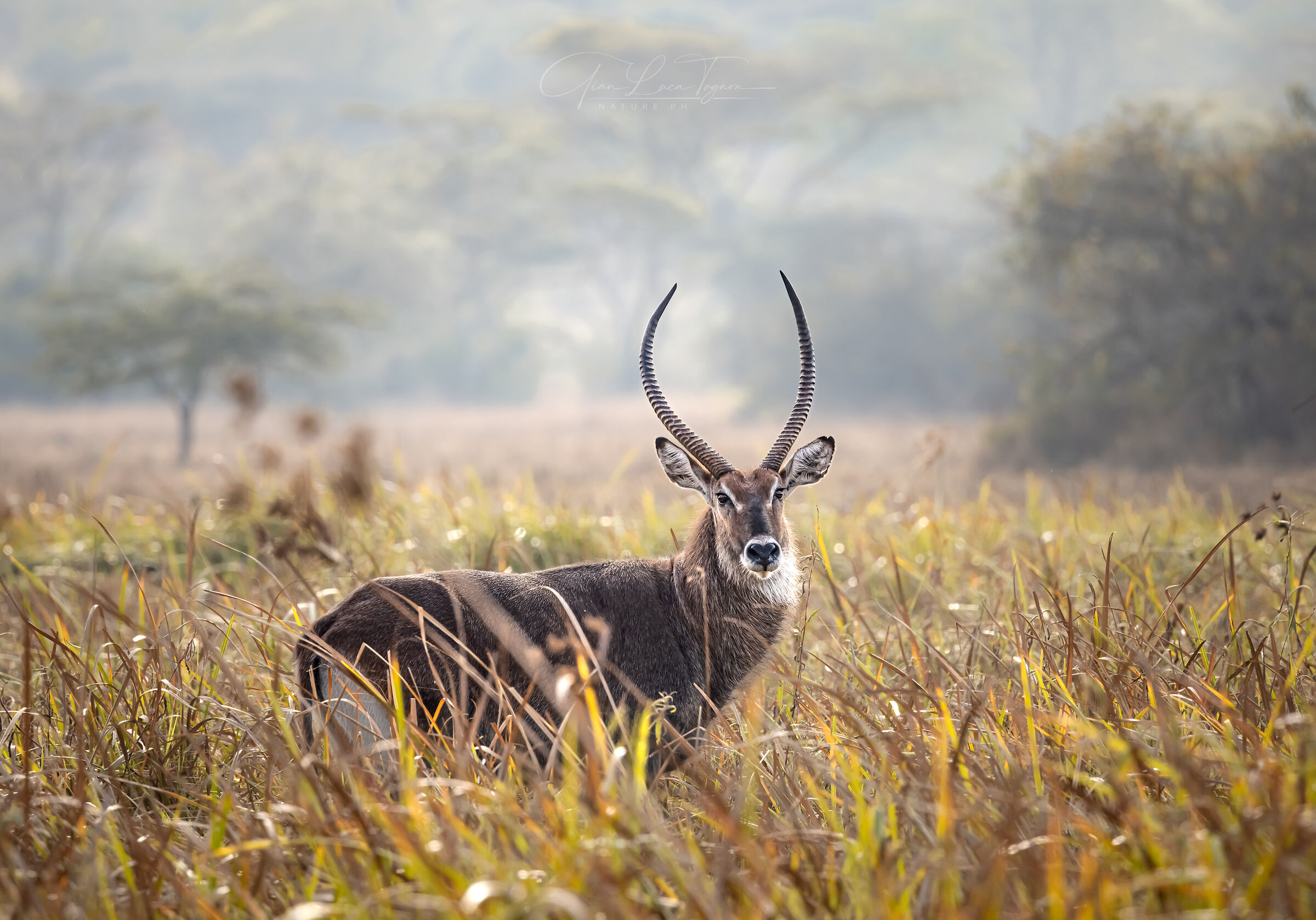 nella savana | in the bush