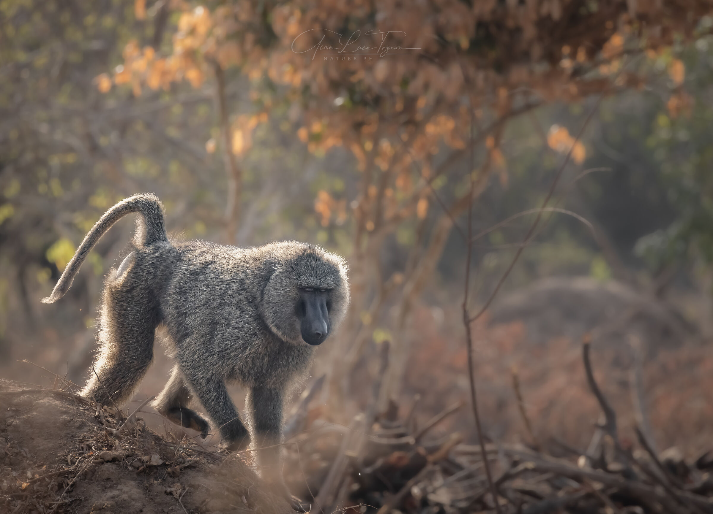 avanzando | advancing