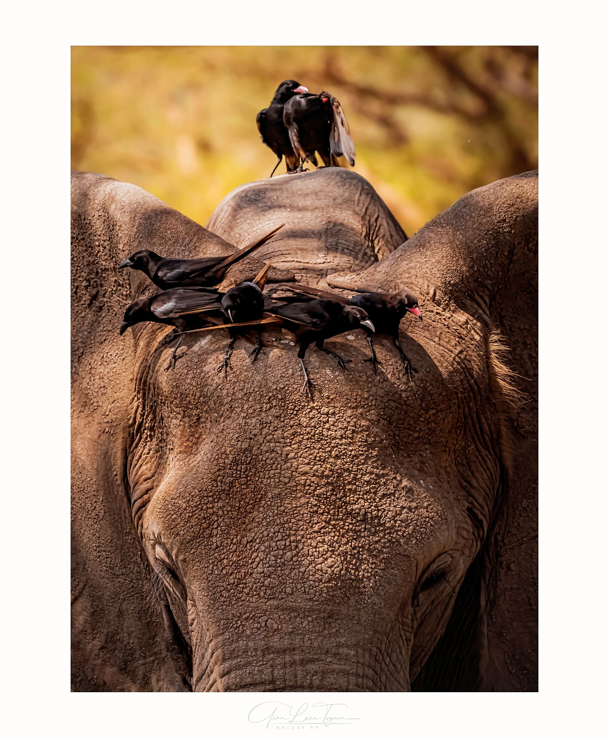 la squadra | the squad