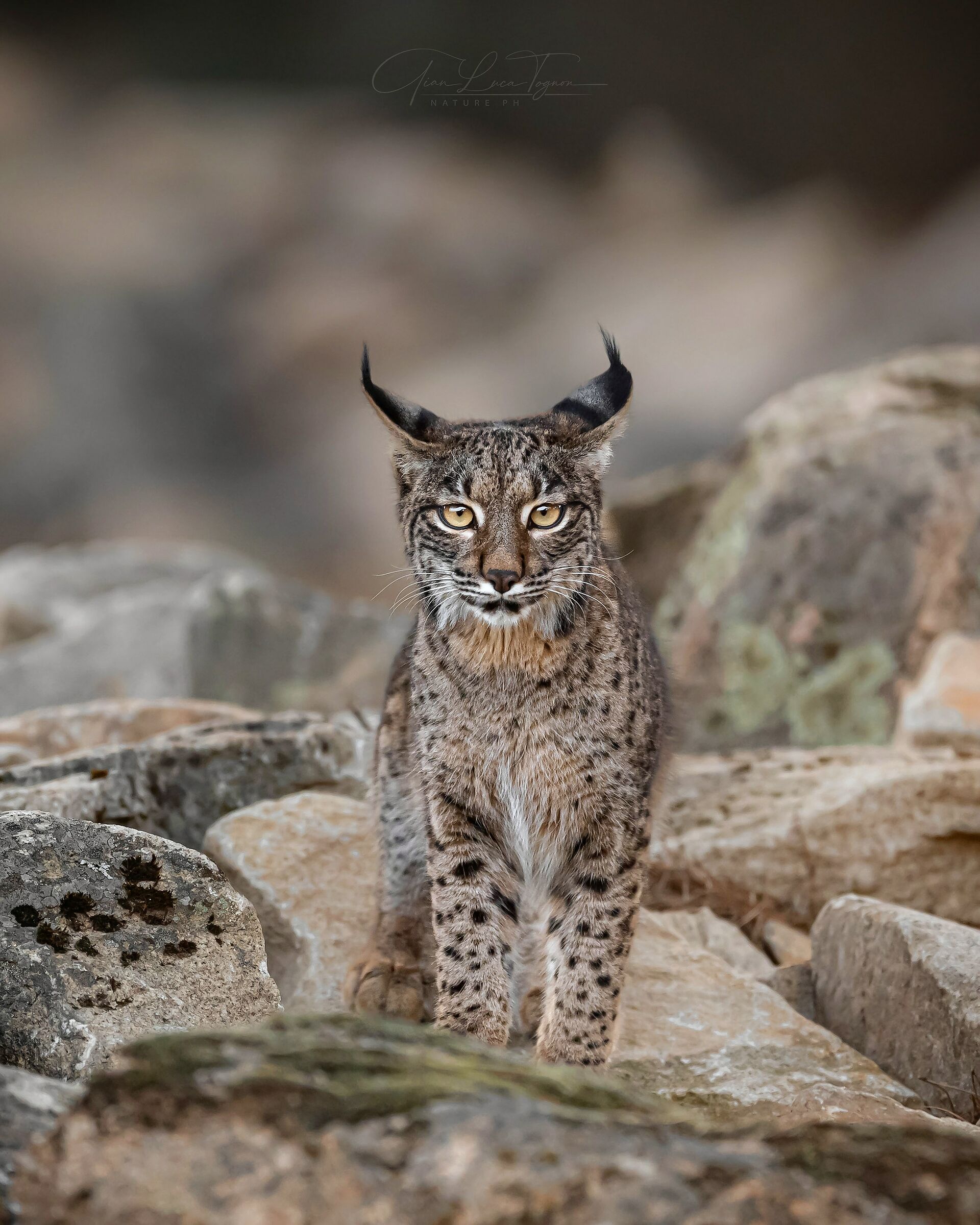 a me gli occhi | all eyes on me