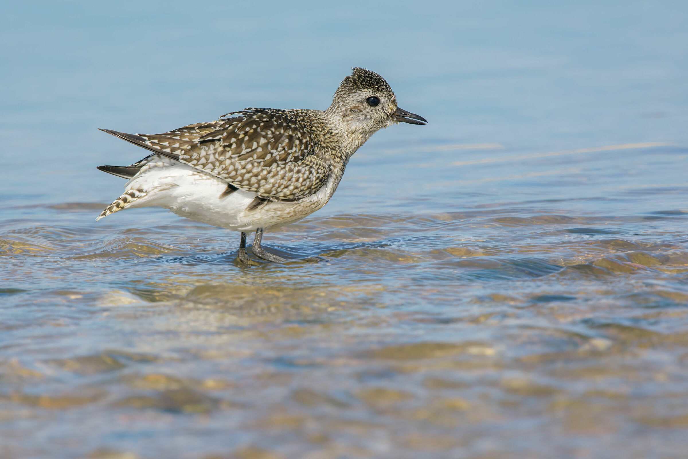 Plover (Pluvialis squatarola)