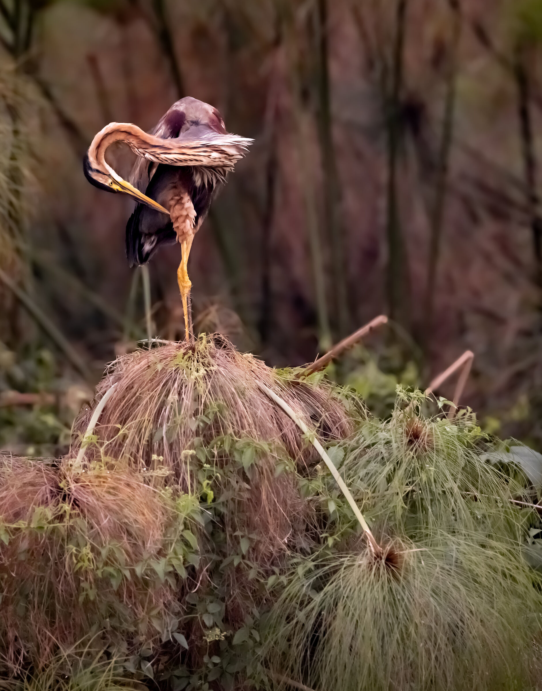 yogi rosso su papiro | purple yogi on papyrus