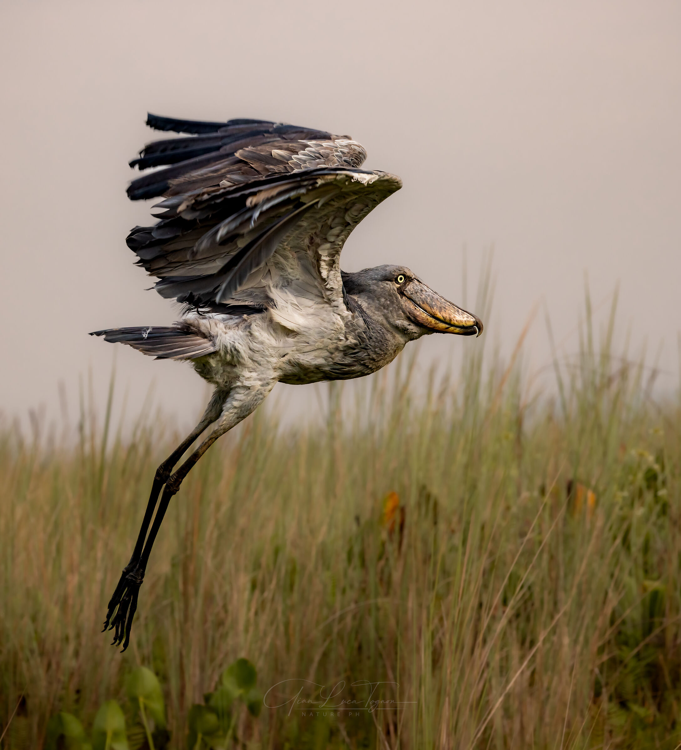 volo primordiale | primordial flight