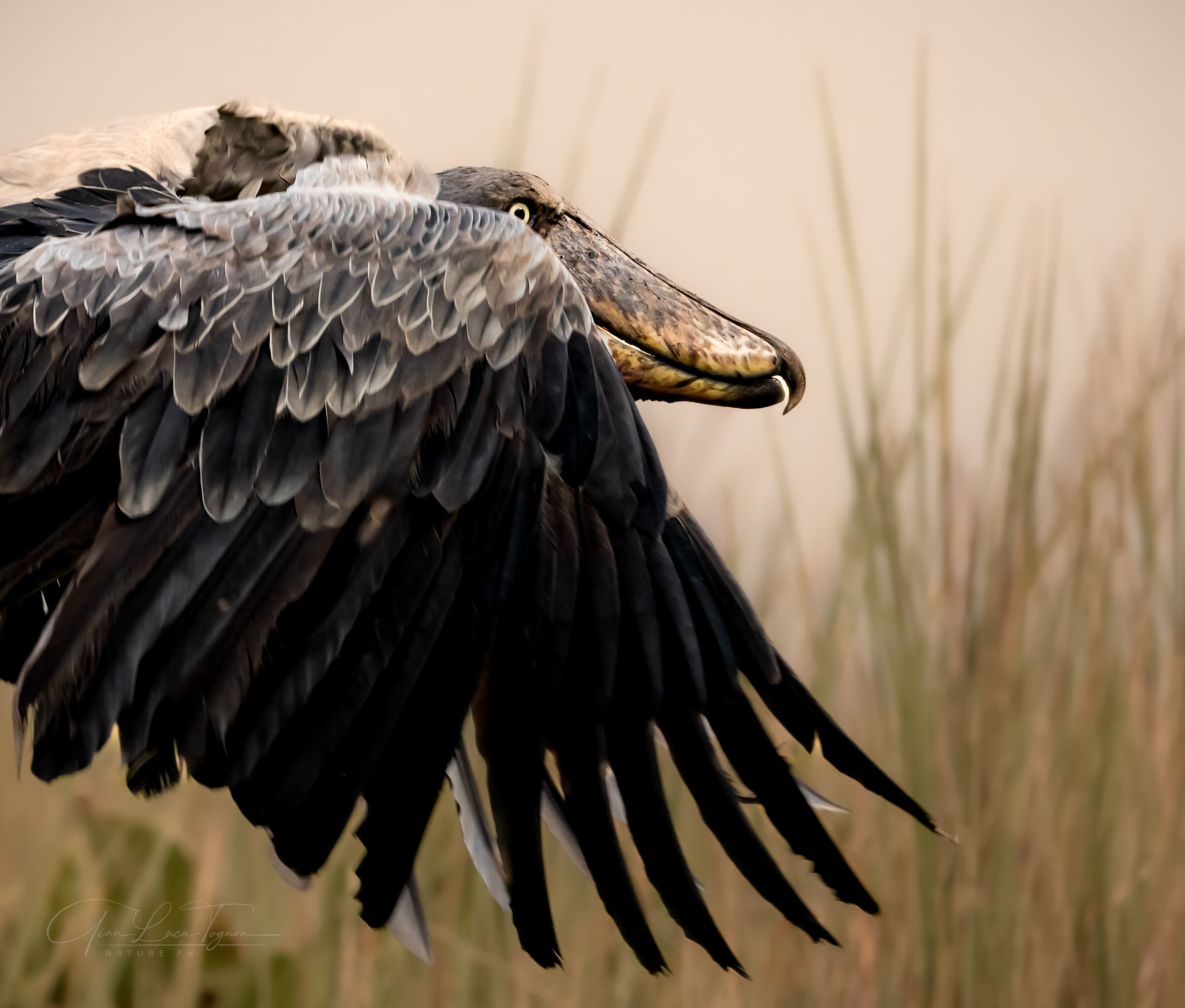 scarpa volante | flying shoe